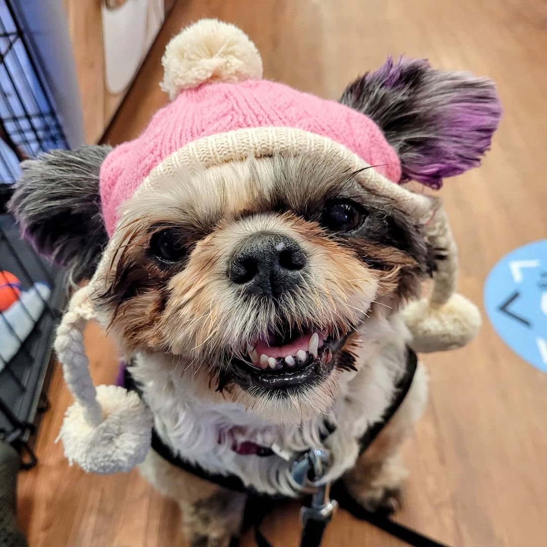 Ella went shopping and bought a new hat for winter from her friends at @petvaluportelgin 

<a target='_blank' href='https://www.instagram.com/explore/tags/shihtzu/'>#shihtzu</a> <a target='_blank' href='https://www.instagram.com/explore/tags/shihtzusofinstagram/'>#shihtzusofinstagram</a> <a target='_blank' href='https://www.instagram.com/explore/tags/warmup/'>#warmup</a> <a target='_blank' href='https://www.instagram.com/explore/tags/dressedfortheweather/'>#dressedfortheweather</a> <a target='_blank' href='https://www.instagram.com/explore/tags/winterready/'>#winterready</a> <a target='_blank' href='https://www.instagram.com/explore/tags/winteroutfit/'>#winteroutfit</a> <a target='_blank' href='https://www.instagram.com/explore/tags/winterfashion/'>#winterfashion</a> <a target='_blank' href='https://www.instagram.com/explore/tags/winteriscoming/'>#winteriscoming</a> <a target='_blank' href='https://www.instagram.com/explore/tags/dogclothes/'>#dogclothes</a> <a target='_blank' href='https://www.instagram.com/explore/tags/dogclothing/'>#dogclothing</a> <a target='_blank' href='https://www.instagram.com/explore/tags/staywarm/'>#staywarm</a>