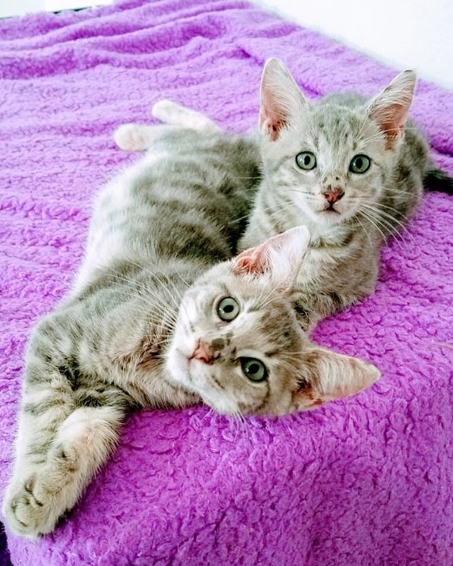 😻😻😻Giorgio & Louis are looking for their loving family❤️ 
 
Lap cats? ✔Check. Arm cats? ✔Check. Shoulder cats? ✔Practically there!
 
Giorgio & Louis have 2 modes:😼 Play and 😻Cuddle. 
 
🐈🐈When it's playtime, everything is a game. Sweeping the floor? Let's hop over that broom. Picking stuff up? Let's do a vertical jump to catch it before it's out of reach. Extra bottle caps, paper bags, blankets? They'll be occupied for a while. They have so much fun being a part of everything you do.
 
❤️❤️If you're looking for feline adoration,  they're your boys. Expect lots of nose boops, and face rubs, making biscuits, and big purr motors. They love being close to you during naptime. If you're sitting down on the couch, make sure you make room for Giorgio & Louis on each of your shoulders.
 
These buddies need to go together or to a household with another active brother or sister. You'll be laughing at their antics non-stop!
 
Please check their Adoption page on our website: https://angelsfurryfriends.org/giorgio-and-louis/
 
If you would like these kittens to become a part of your family please  fill out 🐾Adoption application🐾  https://angelsfurryfriends.org/adoption-application-cats/
 
❤️THANK YOU!❤️ to all our supporter and contributors 
✅ Want to help more kittens to find their forever homes? Your contribution will make an impact: 
👉 https://angelsfurryfriends.org/donate/
🐾 Check our website for adoptable animals: https://angelsfurryfriends.org
✅ Apply to become a foster https://angelsfurryfriends.org/foster-application/
✅ Our furry friends will be super happy if you can contribute to our AMAZON wish list: https://www.amazon.com/hz/wishlist/ls/20Z238E5G16UH
✅ Find us on AMAZON SMILE
✅ Angel’s Furry Friends is a Non-Profit 501(3) organization. Your Donations are Tax deductible.
<a target='_blank' href='https://www.instagram.com/explore/tags/adoptdontshop/'>#adoptdontshop</a> <a target='_blank' href='https://www.instagram.com/explore/tags/animalrescue/'>#animalrescue</a> <a target='_blank' href='https://www.instagram.com/explore/tags/animalhelp/'>#animalhelp</a> <a target='_blank' href='https://www.instagram.com/explore/tags/catlove/'>#catlove</a>  <a target='_blank' href='https://www.instagram.com/explore/tags/catrescue/'>#catrescue</a>  <a target='_blank' href='https://www.instagram.com/explore/tags/savealife/'>#savealife</a> <a target='_blank' href='https://www.instagram.com/explore/tags/bekind/'>#bekind</a> <a target='_blank' href='https://www.instagram.com/explore/tags/catsforadoption/'>#catsforadoption</a> <a target='_blank' href='https://www.instagram.com/explore/tags/rescuedismyfavoritebreed/'>#rescuedismyfavoritebreed</a>  <a target='_blank' href='https://www.instagram.com/explore/tags/Giorgio/'>#Giorgio</a>  <a target='_blank' href='https://www.instagram.com/explore/tags/Louis/'>#Louis</a>  <a target='_blank' href='https://www.instagram.com/explore/tags/kittensforadoption/'>#kittensforadoption</a> <a target='_blank' href='https://www.instagram.com/explore/tags/adoptme/'>#adoptme</a>