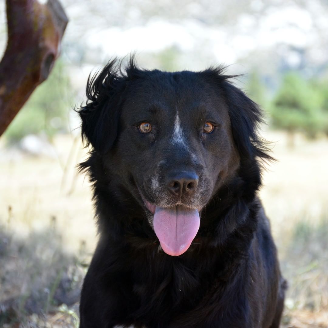 Sweetie. Female. Spaniel Mix. DOB: 3/26/2018

Sweetie is exactly as her name implies: an absolute sweetheart. She adores being around people. She enjoys visits from people and walks around our property. She is always wagging her tail - a truly happy-go-lucky dog. Sweetie arrived at Living Free with some health issues that included limited eye-sight. Since her arrival at Living Free, she has made vast improvements. She recently had a clean bill of health from our veterinarian, including a note that her eyesight seems to be significantly better. Sweetie can be a very crafty gal and will do everything it takes to be close to people when she hears them nearby. She will require a home with adequate fencing around the yard.

Sweetie will be a joyful addition to your home. She will do best with an adopter who is home often and will love her for her sweet, happy personality.

<a target='_blank' href='https://www.instagram.com/explore/tags/adoptme/'>#adoptme</a> <a target='_blank' href='https://www.instagram.com/explore/tags/adoptdontshop/'>#adoptdontshop</a> <a target='_blank' href='https://www.instagram.com/explore/tags/adoptable/'>#adoptable</a> <a target='_blank' href='https://www.instagram.com/explore/tags/adoptadog/'>#adoptadog</a> <a target='_blank' href='https://www.instagram.com/explore/tags/adoptarescue/'>#adoptarescue</a> <a target='_blank' href='https://www.instagram.com/explore/tags/dog/'>#dog</a> <a target='_blank' href='https://www.instagram.com/explore/tags/doglovers/'>#doglovers</a> <a target='_blank' href='https://www.instagram.com/explore/tags/doglife/'>#doglife</a> <a target='_blank' href='https://www.instagram.com/explore/tags/dogsmile/'>#dogsmile</a> <a target='_blank' href='https://www.instagram.com/explore/tags/blackdogsrule/'>#blackdogsrule</a> <a target='_blank' href='https://www.instagram.com/explore/tags/dogsofinstagram/'>#dogsofinstagram</a> <a target='_blank' href='https://www.instagram.com/explore/tags/dogsofsocal/'>#dogsofsocal</a> <a target='_blank' href='https://www.instagram.com/explore/tags/rescuedog/'>#rescuedog</a> <a target='_blank' href='https://www.instagram.com/explore/tags/dogrescue/'>#dogrescue</a> <a target='_blank' href='https://www.instagram.com/explore/tags/animalrescue/'>#animalrescue</a> <a target='_blank' href='https://www.instagram.com/explore/tags/idyllwild/'>#idyllwild</a> <a target='_blank' href='https://www.instagram.com/explore/tags/livingfreeanimals/'>#livingfreeanimals</a>