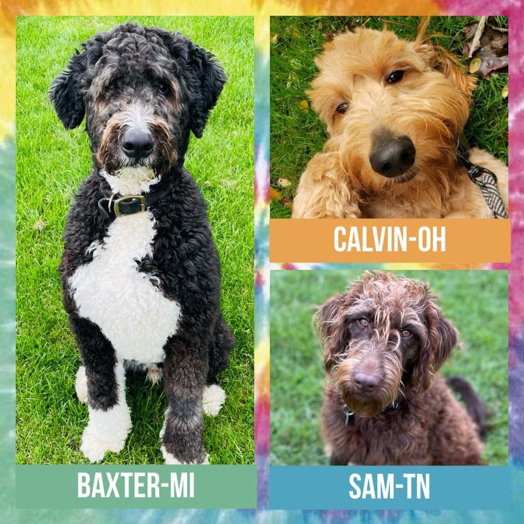 Hey IDOG family! 👋🏼 We just listed THREE doodles this afternoon! We will be posting each dog individually over the next few days 👀. In the mean time, be sure to click on the link in our bio to learn more and how to apply. ☺️🐾

💚 We have BAXTER-MI, a 2 year old male Bernedoodle, in an IDOG foster home in Burtchville, Michigan! Click on the link in our bio to learn more!

🧡 We have CALVIN-OH, a 12 month old male Goldendoodle puppy, who is in an IDOG foster home in Chardon, Ohio! Click on the link in our bio to learn more!

💙 We have SAM-TN, a 10 month old male Labradoodle puppy, who is in an IDOG foster home in Nolensville, Tennessee near Nashville! Click on the link in our bio to learn more!

🚨As always, we do not ship or transport our dogs and you must be able to travel to their home soon after being approved to adopt them.