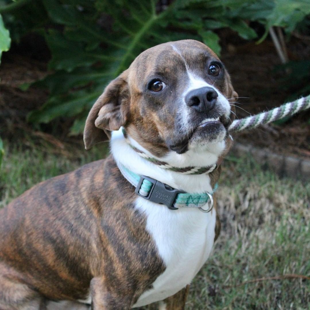 Milo was surrendered by his owner when they were no longer able to care for him. Really, this mix of Boston terrier and Beagle is so adorable they need a new name! Boston Beagle? Bosterrier? Whatever, you will want to meet this very handsome 7 month old specialty blend. Milo is even cuter than his photo, if that's possible. Check out that adorable underbite! Milo is housebroken, crate trained, and has done well with other dogs, cats and kittens. How perfect is that? What are you waiting for? Email humanesociety@hsscg.org for an appointment before it's too late. We are also open Tuesday through Friday from 11-4 for walk-in visitors.
www.HSSCG.org
---------------
<a target='_blank' href='https://www.instagram.com/explore/tags/stsimonsisland/'>#stsimonsisland</a> <a target='_blank' href='https://www.instagram.com/explore/tags/stsimons/'>#stsimons</a> <a target='_blank' href='https://www.instagram.com/explore/tags/seaisland/'>#seaisland</a> <a target='_blank' href='https://www.instagram.com/explore/tags/jekyllisland/'>#jekyllisland</a> <a target='_blank' href='https://www.instagram.com/explore/tags/brunswick/'>#brunswick</a> <a target='_blank' href='https://www.instagram.com/explore/tags/goldenisles/'>#goldenisles</a> <a target='_blank' href='https://www.instagram.com/explore/tags/jacksonville/'>#jacksonville</a> <a target='_blank' href='https://www.instagram.com/explore/tags/savannah/'>#savannah</a> <a target='_blank' href='https://www.instagram.com/explore/tags/humanesociety/'>#humanesociety</a> <a target='_blank' href='https://www.instagram.com/explore/tags/adoptdontshop/'>#adoptdontshop</a> <a target='_blank' href='https://www.instagram.com/explore/tags/adopt/'>#adopt</a> <a target='_blank' href='https://www.instagram.com/explore/tags/rescuedog/'>#rescuedog</a> <a target='_blank' href='https://www.instagram.com/explore/tags/rescuedogsofinstagram/'>#rescuedogsofinstagram</a> <a target='_blank' href='https://www.instagram.com/explore/tags/dog/'>#dog</a> <a target='_blank' href='https://www.instagram.com/explore/tags/animalshelter/'>#animalshelter</a> <a target='_blank' href='https://www.instagram.com/explore/tags/hsscg/'>#hsscg</a>