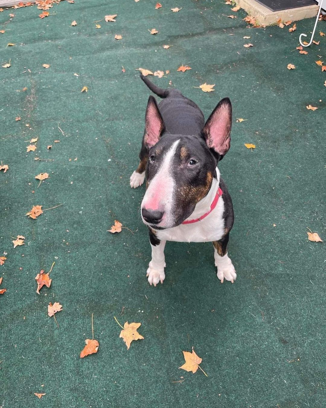 Everyone wish mr Teddy Cheeks good luck for his “procedure” tomorrow. This sweet 5 yr old man will be getting neutered making him available foster to adopt (along with a few more of our 55, 2021 intakes). <a target='_blank' href='https://www.instagram.com/explore/tags/winterintakesarecoming/'>#winterintakesarecoming</a> <a target='_blank' href='https://www.instagram.com/explore/tags/ittakesavillage/'>#ittakesavillage</a> <a target='_blank' href='https://www.instagram.com/explore/tags/bullterrierrescue/'>#bullterrierrescue</a> Please consider adopting and if you can’t adopt then foster. If you can’t foster then volunteer and if you can’t volunteer then spread our shared message of advocacy and be a voice for the voiceless. And if not that then your financial support will go a long way towards broadening the shoulders with which to carry these pups toward a better future❤️