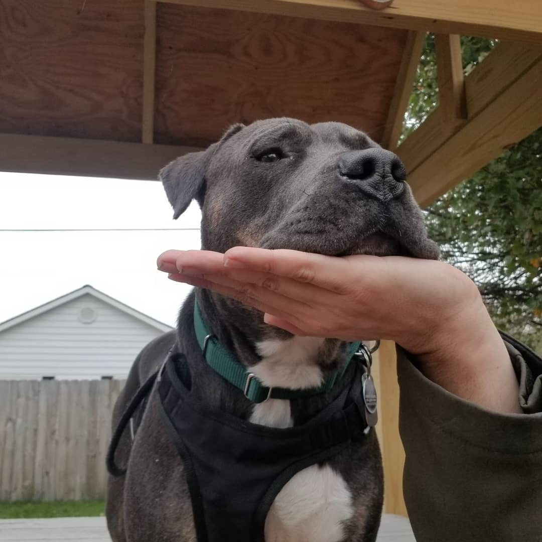 Adopt-a-bull Kane is one of the easiest going dudes we've seen at Buster.  Here you can see 👀 his progression from a nice neck scratch to deciding a hand 🖐️ makes a great place to rest his big ole pitty 🐶 noggin.  Apply to meet this chill ❄ dude today!
<a target='_blank' href='https://www.instagram.com/explore/tags/thebusterfoundation/'>#thebusterfoundation</a>
<a target='_blank' href='https://www.instagram.com/explore/tags/pitbull/'>#pitbull</a>
<a target='_blank' href='https://www.instagram.com/explore/tags/pitbullsofinstagram/'>#pitbullsofinstagram</a>
<a target='_blank' href='https://www.instagram.com/explore/tags/pitbulladvocate/'>#pitbulladvocate</a>
<a target='_blank' href='https://www.instagram.com/explore/tags/bullybreed/'>#bullybreed</a>
<a target='_blank' href='https://www.instagram.com/explore/tags/dontbullymybreed/'>#dontbullymybreed</a>
<a target='_blank' href='https://www.instagram.com/explore/tags/rescuedog/'>#rescuedog</a>
<a target='_blank' href='https://www.instagram.com/explore/tags/rescueismyfavoritebreed/'>#rescueismyfavoritebreed</a>
<a target='_blank' href='https://www.instagram.com/explore/tags/detroitrescuedogs/'>#detroitrescuedogs</a>