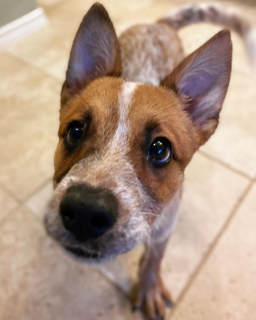 Candy Corn is a fan of the extreme close ups! And we love that about her!! She is a super friendly and playful 3 month old Heeler. Candy loves to meet new people, meet new dogs and take car trips to Starbucks for puppuccinos. Kids are her favorite, she hasn’t met any cats while with us.

Candy Corn is not yet ready for adoption, but she is looking for a foster home starting Thursday. We do offer a foster to adopt program for her. HHDR is looking for adopters that are familiar with her breed. Heelers are a special kind and we would like for Candy to go to a forever home that has experience.

You can learn more about fostering and adoption by visiting our website. Just click the link in our bio.

<a target='_blank' href='https://www.instagram.com/explore/tags/adoptme/'>#adoptme</a> <a target='_blank' href='https://www.instagram.com/explore/tags/fosterme/'>#fosterme</a> <a target='_blank' href='https://www.instagram.com/explore/tags/rescuepuppy/'>#rescuepuppy</a> <a target='_blank' href='https://www.instagram.com/explore/tags/redheeler/'>#redheeler</a> <a target='_blank' href='https://www.instagram.com/explore/tags/heelersofinstagram/'>#heelersofinstagram</a> <a target='_blank' href='https://www.instagram.com/explore/tags/austintexas/'>#austintexas</a> <a target='_blank' href='https://www.instagram.com/explore/tags/dogrescue/'>#dogrescue</a> <a target='_blank' href='https://www.instagram.com/explore/tags/adoptdontshop/'>#adoptdontshop</a> <a target='_blank' href='https://www.instagram.com/explore/tags/heelergram/'>#heelergram</a> <a target='_blank' href='https://www.instagram.com/explore/tags/atxdogs/'>#atxdogs</a> <a target='_blank' href='https://www.instagram.com/explore/tags/512dogs/'>#512dogs</a> <a target='_blank' href='https://www.instagram.com/explore/tags/rescuedogsofinstagram/'>#rescuedogsofinstagram</a> <a target='_blank' href='https://www.instagram.com/explore/tags/foundmyanimal/'>#foundmyanimal</a> <a target='_blank' href='https://www.instagram.com/explore/tags/atxshelterdogs/'>#atxshelterdogs</a> <a target='_blank' href='https://www.instagram.com/explore/tags/heeler/'>#heeler</a> <a target='_blank' href='https://www.instagram.com/explore/tags/puppylove/'>#puppylove</a> <a target='_blank' href='https://www.instagram.com/explore/tags/dontshopadopt/'>#dontshopadopt</a>