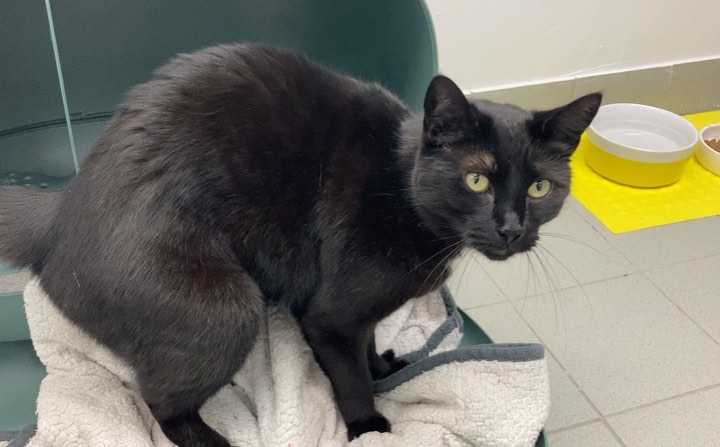You guys, we called it more than a month ago: Bacardi is an irresistible heartthrob of a kitty. ❤️

Many of us were already smitten with him when he was at our Manhattan Adoption Center (🤚) but at the time, he could have the occasional naughty moment. (We were attributing these to the fact that his kitty condo was in close proximation to the kennels and the puppers can get loud…and sure enough, since he’s been in foster, he’s been a total angel.)

Bacardi is an affectionate, entertaining, silly, biscuit-making hunk of a kitty.

His foster parents called him a “sweet, cuddly kitty who likes to play with his toys and follow them around the house.”

This little guy is best friend material and he can’t wait to meet his person!

If you’d like to meet Bacardi, please visit our website and submit an online application today! 🐱

<a target='_blank' href='https://www.instagram.com/explore/tags/betheirhero/'>#betheirhero</a> <a target='_blank' href='https://www.instagram.com/explore/tags/adoptme/'>#adoptme</a> <a target='_blank' href='https://www.instagram.com/explore/tags/bideawee/'>#bideawee</a> <a target='_blank' href='https://www.instagram.com/explore/tags/love/'>#love</a> <a target='_blank' href='https://www.instagram.com/explore/tags/cats/'>#cats</a> <a target='_blank' href='https://www.instagram.com/explore/tags/catsofinstagram/'>#catsofinstagram</a> <a target='_blank' href='https://www.instagram.com/explore/tags/cats_of_instagram/'>#cats_of_instagram</a> <a target='_blank' href='https://www.instagram.com/explore/tags/catstagram/'>#catstagram</a> <a target='_blank' href='https://www.instagram.com/explore/tags/catsofig/'>#catsofig</a> <a target='_blank' href='https://www.instagram.com/explore/tags/ilovecats/'>#ilovecats</a> <a target='_blank' href='https://www.instagram.com/explore/tags/kitty/'>#kitty</a> <a target='_blank' href='https://www.instagram.com/explore/tags/kitties/'>#kitties</a> <a target='_blank' href='https://www.instagram.com/explore/tags/kittiesofinstagram/'>#kittiesofinstagram</a> <a target='_blank' href='https://www.instagram.com/explore/tags/fosteringsaveslives/'>#fosteringsaveslives</a> <a target='_blank' href='https://www.instagram.com/explore/tags/cute/'>#cute</a> <a target='_blank' href='https://www.instagram.com/explore/tags/blackcatsofinstagram/'>#blackcatsofinstagram</a> <a target='_blank' href='https://www.instagram.com/explore/tags/blackcats/'>#blackcats</a> <a target='_blank' href='https://www.instagram.com/explore/tags/blackcatsrule/'>#blackcatsrule</a>