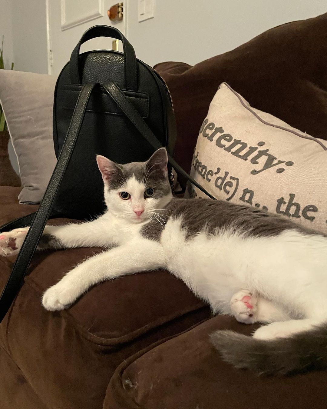 Hi umm hello umm is this thing on?? Oh ok! Hello world!! We are Toby (black and white) and Spencer (grey and white) and we are so happy to meet you all 😻😻 You May remember us as Honey and Spice. That was when we were still at the <a target='_blank' href='https://www.instagram.com/explore/tags/catshelter/'>#catshelter</a> with URIs and hoping for a <a target='_blank' href='https://www.instagram.com/explore/tags/foster/'>#foster</a> home. Well luckily we got one! And we’re all better now too 😃😃 We are sweet and playful 5 month old male <a target='_blank' href='https://www.instagram.com/explore/tags/kittens/'>#kittens</a> now ready for our <a target='_blank' href='https://www.instagram.com/explore/tags/fureverhome/'>#fureverhome</a> We also get along great with other <a target='_blank' href='https://www.instagram.com/explore/tags/kitties/'>#kitties</a> 💗 Are you looking for two <a target='_blank' href='https://www.instagram.com/explore/tags/handsomekitties/'>#handsomekitties</a> to call your own? Email our <a target='_blank' href='https://www.instagram.com/explore/tags/furriends/'>#furriends</a> at ForAnimalsNYC@gmail.com and ask about us, Toby and Spencer 🐱🐱 For faster processing, fill out the editable PDF adoption-application form at
https://www.foranimalsinc.com/adopt/our-adoption-process/ and email it to ForAnimalsNYC@gmail.com <a target='_blank' href='https://www.instagram.com/explore/tags/adoptdontshop/'>#adoptdontshop</a> <a target='_blank' href='https://www.instagram.com/explore/tags/rescueismyfavoritebreed/'>#rescueismyfavoritebreed</a> <a target='_blank' href='https://www.instagram.com/explore/tags/rescuekittens/'>#rescuekittens</a> <a target='_blank' href='https://www.instagram.com/explore/tags/kittensofinstagram/'>#kittensofinstagram</a> <a target='_blank' href='https://www.instagram.com/explore/tags/fosteringsaveslives/'>#fosteringsaveslives</a> <a target='_blank' href='https://www.instagram.com/explore/tags/tnr/'>#tnr</a>