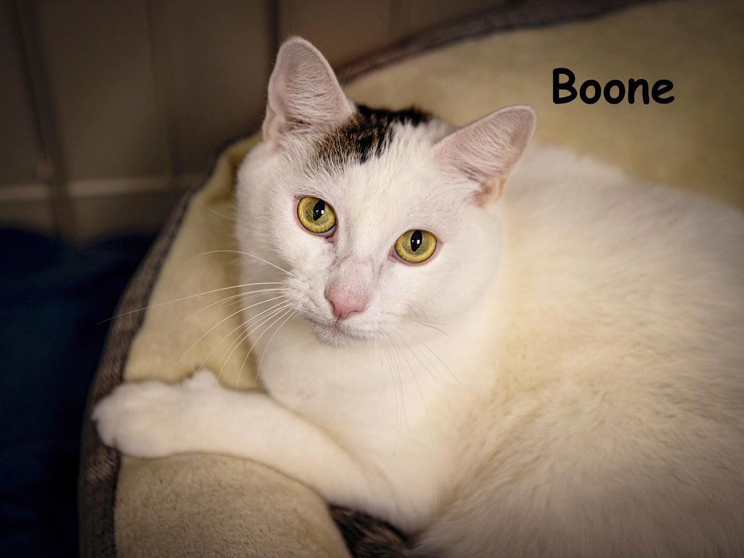 Hi furriends, I'm Boone! I was adopted last year but sadly, due to an expected and severe health crisis with my humans, they need to leave the country to be near family where they will have full time caregivers. It's not easy for anyone, so forgive us if we don't talk about it, and only focus on moving forward. I'm 5, and I came in with my brother from another mother Vandan (featured yesterday). I'm playful, with a kitten-like energy, loving and affectionate. I'll chill next to you on the couch or run circles around the house keeping myself entertained. I'm a bit on the quiet side right now, given the recent lifestyle changes, but have no doubt I'll bounce back to my fun-loving self soon. Will you give me a chance? P.S. Don't forget, all cats adopted through the end of the month get a cool Halloween themed kitty scratcher house, thanks to a generous donor! 🎃👻😹
<a target='_blank' href='https://www.instagram.com/explore/tags/adopt/'>#adopt</a> <a target='_blank' href='https://www.instagram.com/explore/tags/catadoption/'>#catadoption</a> <a target='_blank' href='https://www.instagram.com/explore/tags/cats/'>#cats</a> <a target='_blank' href='https://www.instagram.com/explore/tags/adoptacat/'>#adoptacat</a>