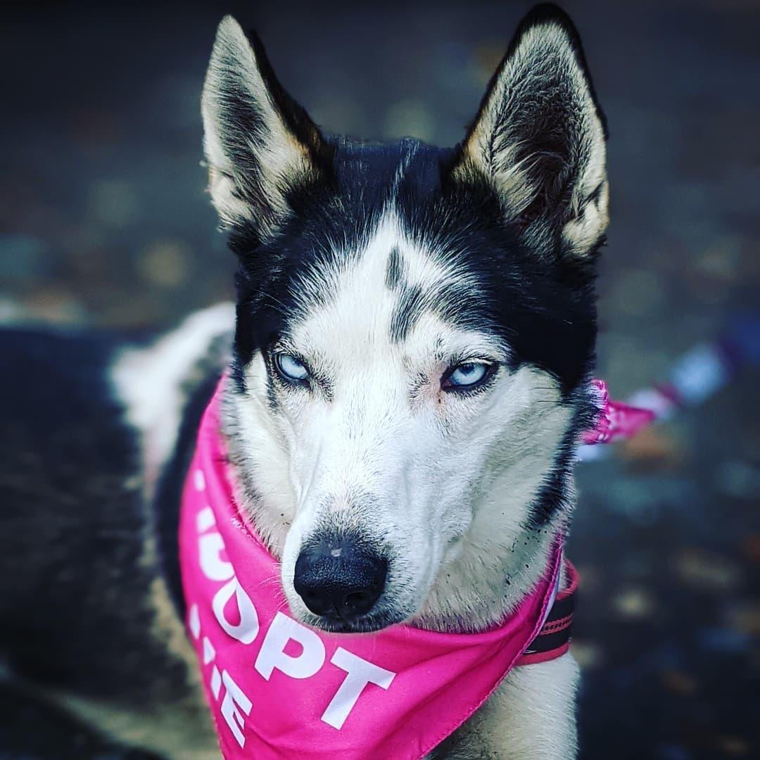 In case you hadn't heard... I have a new running buddy!!! 🙌
This kind is out of the ordinary for me, since I'm allergic! 🤣 I took a leap since she needed a sidekick! 
Nova is looking for someone to adopt her & we're hitting the trails showing off her skills! *Bonus cardio workout too 🤩
Be on the lookout 🧐 for Nova & her snazzy pink bandana!!! 

<a target='_blank' href='https://www.instagram.com/explore/tags/kpalrescue/'>#kpalrescue</a> 
<a target='_blank' href='https://www.instagram.com/explore/tags/adoptme/'>#adoptme</a> 
<a target='_blank' href='https://www.instagram.com/explore/tags/adventurepup/'>#adventurepup</a>