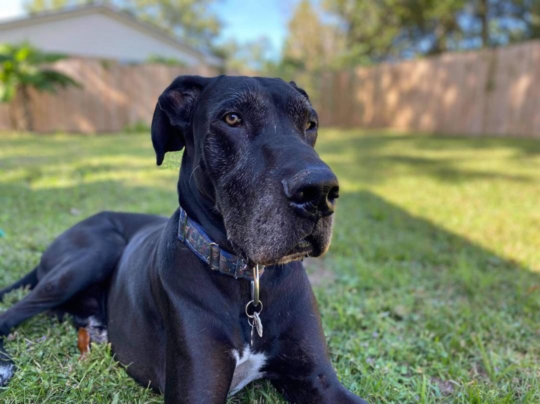 Say hello to Henri! 

We saved this calm, gentle soul out of Taylor County Animal Control - a very small, rural shelter in Perry FL - where he was owner surrendered as a bite case. We do not know the circumstances of the incident, but knew that even though the shelter workers said he was very calm and sweet, he was not allowed to be adopted. It meant if a rescue did not pull him, he would be humanely euthanized. 

We could not let that happen. 

So, please welcome Henri!

Henri is currently in foster care with a couple who have a senior female alumni dane named Hannah, and he and Hannah are currently in competition for who can be the laziest. 

So far, he has been a perfect gentleman. He follows his foster momma everywhere, and would follow her into the shower too if she’d allow him.. lol. Total Creeper.. 

We need to learn about his needs and personality, and let him settle in and decompress (though he doesn’t seem to have any issues so far in that regard…) He is so low key and calm. We are so thankful we saved him. 

Please give Henri a warm welcome! More updates to come!

<a target='_blank' href='https://www.instagram.com/explore/tags/greatdane/'>#greatdane</a> <a target='_blank' href='https://www.instagram.com/explore/tags/greatdanesofinstagram/'>#greatdanesofinstagram</a> <a target='_blank' href='https://www.instagram.com/explore/tags/danesofinstagram/'>#danesofinstagram</a> <a target='_blank' href='https://www.instagram.com/explore/tags/rescuedogsofinstagram/'>#rescuedogsofinstagram</a> <a target='_blank' href='https://www.instagram.com/explore/tags/rescuedog/'>#rescuedog</a> <a target='_blank' href='https://www.instagram.com/explore/tags/rescuedane/'>#rescuedane</a> <a target='_blank' href='https://www.instagram.com/explore/tags/dogsofinstagram/'>#dogsofinstagram</a>