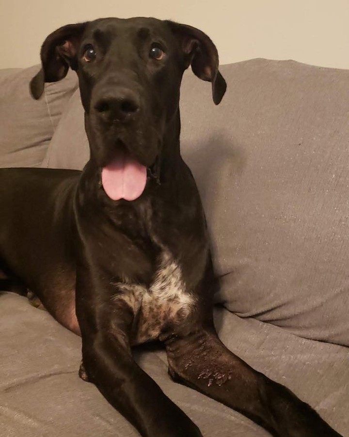 We have another HAPPY TAILS!! 

Y’all remember sweet, handsome Blight? Well he now goes by the name Jet and he’s doing great in his furever home! We got an update from his momma, and she writes:

“Hi! Just wanted to send an update. We adopted Blight (nka Jet) a little over a month ago. He is doing great! He loves trips to the beach, and he loves to play with his big (little) sister! He is the most affectionate guy and follows us around everywhere we go. He's definitely come a long way over the last few weeks! Fits right in with our little family. Thank you for letting us love him 😊  Here are a few pics of him enjoying a better life!”

🙌❤️🐾 we love getting these updates!! They help keep us going.

Welcome home Jet!