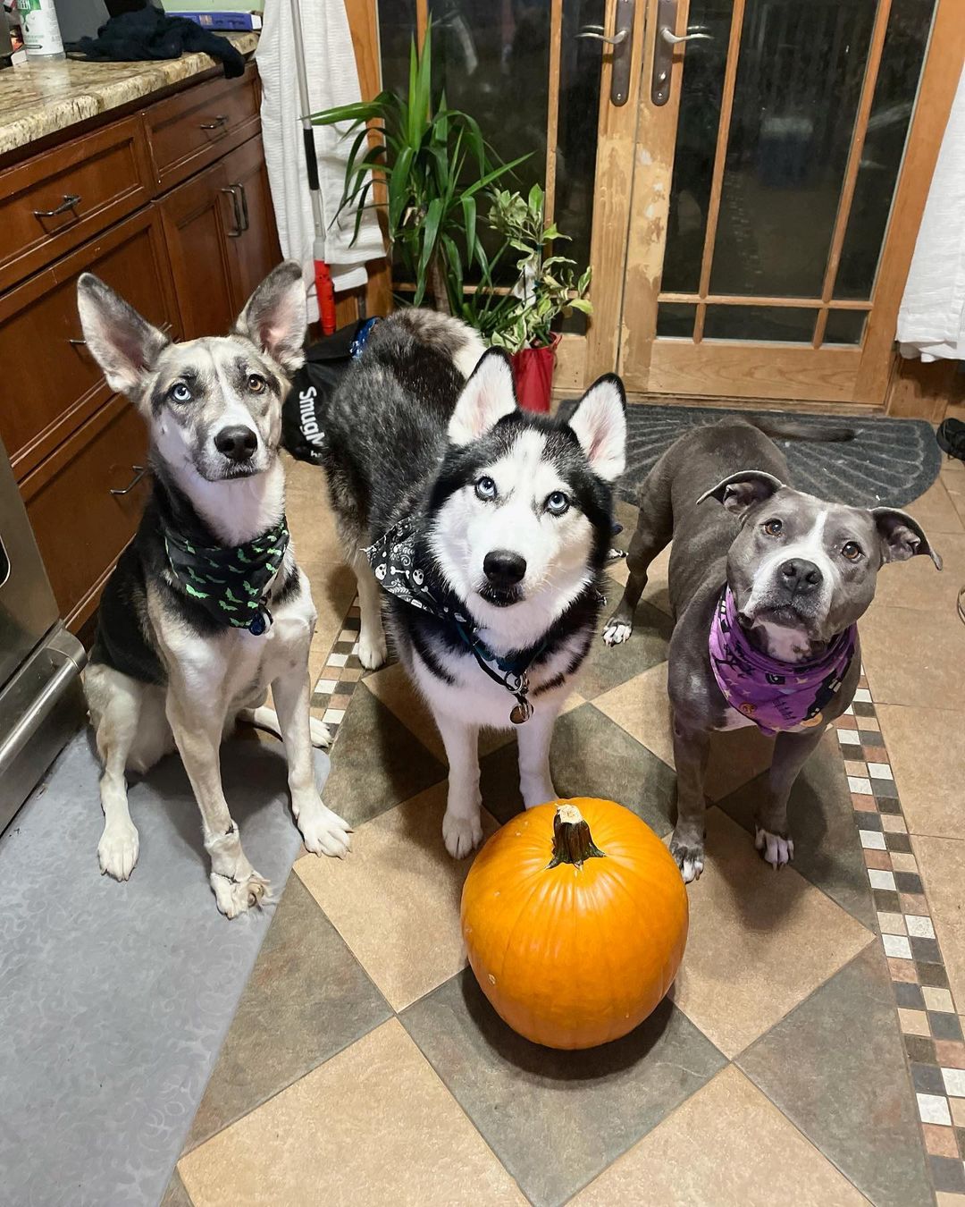 Jenny & Graf wish everyone a Happy Halloween 🎃 from New Jersey! 

<a target='_blank' href='https://www.instagram.com/explore/tags/bakudogs/'>#bakudogs</a> <a target='_blank' href='https://www.instagram.com/explore/tags/bakudogsinnj/'>#bakudogsinnj</a>