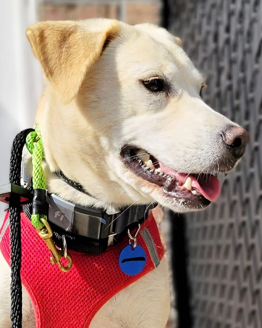 Say what's up to Wanso! ⬆️ Wanso is a 4-year-old female Jindo/Retriever mix and weighs about 23 pounds. She was rescued from the Jeolla-do Wanju dog farm by our partner @animal_kara. Wanso is fully crate trained and potty trained. She's best described as sweet, gentle, and sensitive. Wanso is a curious pup who holds her tail high when she's exploring her surroundings. 🕵️ She would do well in a quiet home where she can build her confidence. Think Wanso could be the one for you? Apply to adopt!

🐕 On a case-by-case basis, we accept applications from residents living within 30-miles of NYC and certain areas within CT, PA, D.C., MD, and MA. Check koreank9rescue.org/adopt for more details! 📝⁠⁠⁠⁠⁠⁠⁠⁠⁠⁠⁠⁠⁠

<a target='_blank' href='https://www.instagram.com/explore/tags/jindo/'>#jindo</a> <a target='_blank' href='https://www.instagram.com/explore/tags/retriever/'>#retriever</a> <a target='_blank' href='https://www.instagram.com/explore/tags/adoptmenyc/'>#adoptmenyc</a> <a target='_blank' href='https://www.instagram.com/explore/tags/nyc/'>#nyc</a> <a target='_blank' href='https://www.instagram.com/explore/tags/korea/'>#korea</a> <a target='_blank' href='https://www.instagram.com/explore/tags/adoptme/'>#adoptme</a> <a target='_blank' href='https://www.instagram.com/explore/tags/adoptmeplease/'>#adoptmeplease</a> <a target='_blank' href='https://www.instagram.com/explore/tags/koreank9rescue/'>#koreank9rescue</a> <a target='_blank' href='https://www.instagram.com/explore/tags/kk9r/'>#kk9r</a> <a target='_blank' href='https://www.instagram.com/explore/tags/spay/'>#spay</a> <a target='_blank' href='https://www.instagram.com/explore/tags/neuter/'>#neuter</a> <a target='_blank' href='https://www.instagram.com/explore/tags/rescueismyfavoritebreed/'>#rescueismyfavoritebreed</a> <a target='_blank' href='https://www.instagram.com/explore/tags/rescuedog/'>#rescuedog</a> <a target='_blank' href='https://www.instagram.com/explore/tags/everydogdeserveslove/'>#everydogdeserveslove</a> <a target='_blank' href='https://www.instagram.com/explore/tags/showlovekorea/'>#showlovekorea</a>