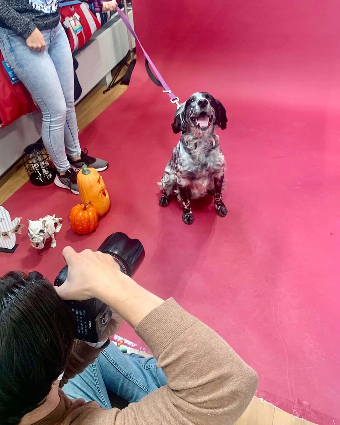 Wishing everyday was a doggy photoshoot day! 🥺

Check out some of the behind-the-scenes snaps from Saturday’s HOWL O’WEEN photoshoot fundraiser! A big thank you to everyone who came out to make this day a big success, to @renspets Liberty Village for hosting and to @capturenorthstudios for volunteering to be our awesome photographer.
.
.
.
.
.
.
<a target='_blank' href='https://www.instagram.com/explore/tags/DogHalloween/'>#DogHalloween</a> <a target='_blank' href='https://www.instagram.com/explore/tags/HalloweenDogCostumes/'>#HalloweenDogCostumes</a> <a target='_blank' href='https://www.instagram.com/explore/tags/HalloweenForDogs/'>#HalloweenForDogs</a> <a target='_blank' href='https://www.instagram.com/explore/tags/DogRescue/'>#DogRescue</a> <a target='_blank' href='https://www.instagram.com/explore/tags/Fundraiser/'>#Fundraiser</a> <a target='_blank' href='https://www.instagram.com/explore/tags/TorontoEvents/'>#TorontoEvents</a> <a target='_blank' href='https://www.instagram.com/explore/tags/TorontoDogMoms/'>#TorontoDogMoms</a> <a target='_blank' href='https://www.instagram.com/explore/tags/TorontoDogDads/'>#TorontoDogDads</a> <a target='_blank' href='https://www.instagram.com/explore/tags/TorontoDogs/'>#TorontoDogs</a> <a target='_blank' href='https://www.instagram.com/explore/tags/DogsInThe6ix/'>#DogsInThe6ix</a> <a target='_blank' href='https://www.instagram.com/explore/tags/StrayToPlay/'>#StrayToPlay</a> <a target='_blank' href='https://www.instagram.com/explore/tags/DogCostumes/'>#DogCostumes</a> <a target='_blank' href='https://www.instagram.com/explore/tags/DogPhotoshoot/'>#DogPhotoshoot</a>