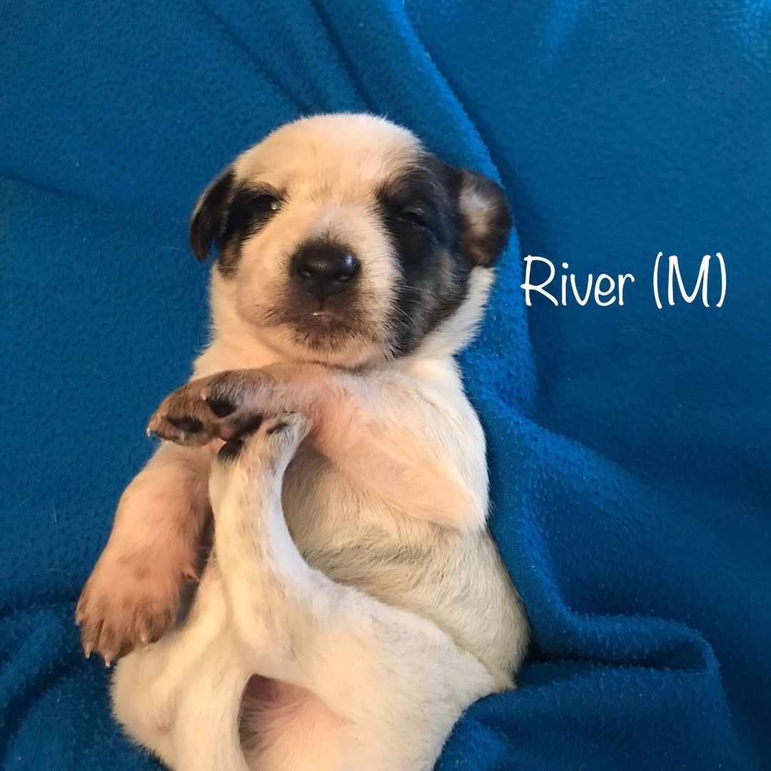 Our “All things Fall” Puppies are 18 days old. Their eyes are open and they are starting to become mobile. Thank goodness for amazing foster families that are ready to take on the crazy task of raising 10 puppies! Watch for these <a target='_blank' href='https://www.instagram.com/explore/tags/terriermix/'>#terriermix</a> pups to be available in about 6 weeks. <a target='_blank' href='https://www.instagram.com/explore/tags/jakeswishdogrescue/'>#jakeswishdogrescue</a> <a target='_blank' href='https://www.instagram.com/explore/tags/fosteringsaveslives/'>#fosteringsaveslives</a> <a target='_blank' href='https://www.instagram.com/explore/tags/adoptdontshop/'>#adoptdontshop</a>