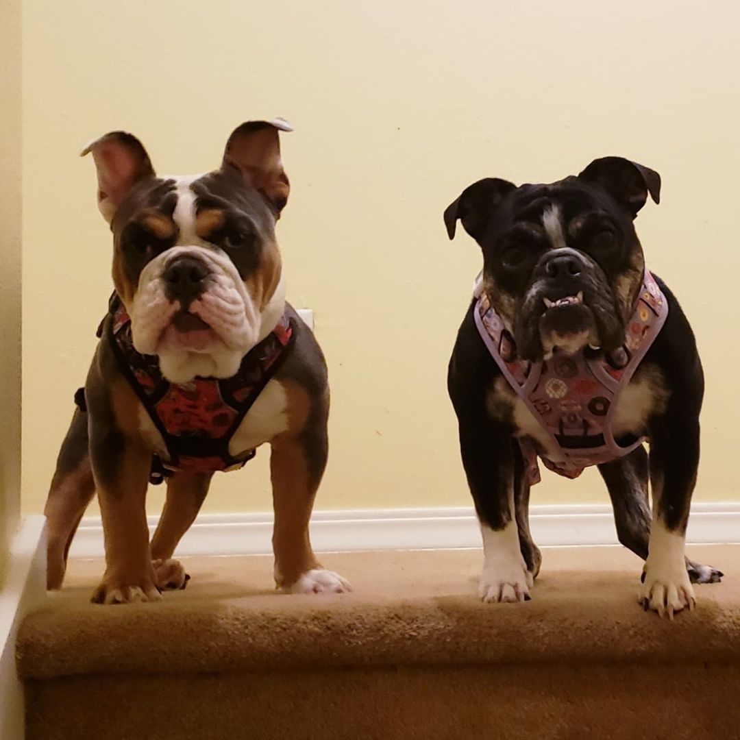 Double trouble. Pablo (left) and Jolene (right) sporting their @beastandbuckle harnesses! Get yours AND support rescue with a 15% discount by using our code LILYSPADRESCUE at checkout! 
<a target='_blank' href='https://www.instagram.com/explore/tags/beastandbuckle/'>#beastandbuckle</a> <a target='_blank' href='https://www.instagram.com/explore/tags/rescuelife/'>#rescuelife</a> <a target='_blank' href='https://www.instagram.com/explore/tags/bulldogsofig/'>#bulldogsofig</a> <a target='_blank' href='https://www.instagram.com/explore/tags/englishbulldogs/'>#englishbulldogs</a> <a target='_blank' href='https://www.instagram.com/explore/tags/bulldogsofinstagram/'>#bulldogsofinstagram</a>