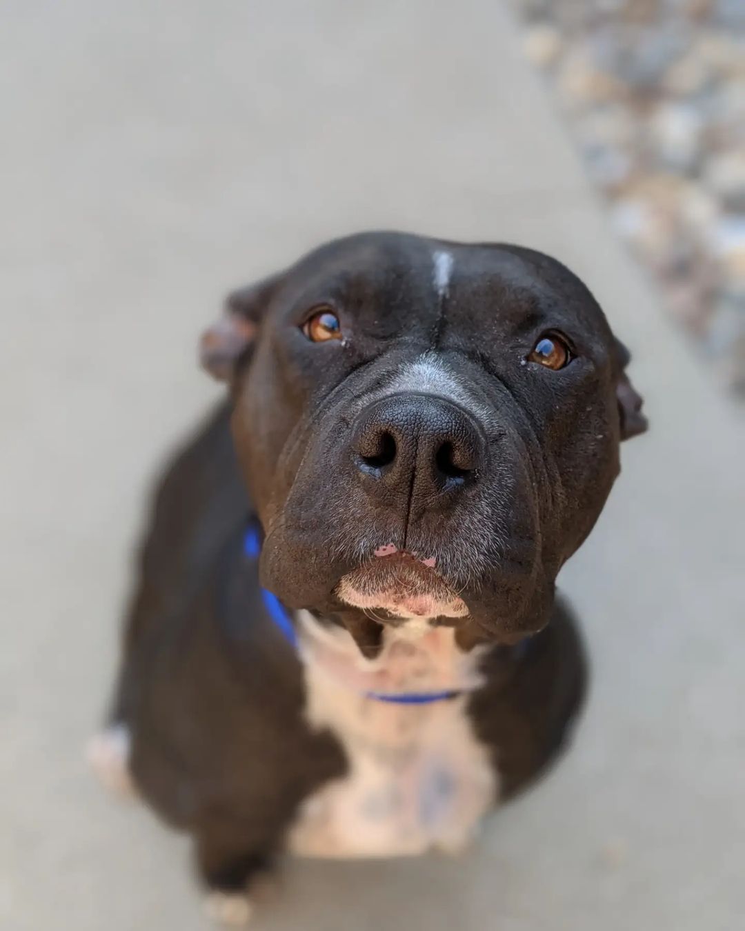 OPERATION SIOUXLAND: 
A couple months a go you may remember us posting about Operation Sunflower, where we took in 8 dogs and 6 cats that had been flown in by Greater Good Charities from Hurricane Ida to help find their fur-ever homes in the Siouxland area! Well, yesterday we had the pleasure of having another 40 dogs and 12 cats flown into the Sioux City Airport in effort to give these happy-go-lucky pets homes while the shelters down south are re-couping from Hurricane Ida.
We took in 20 dogs and 6 cats from this wonderful transport and we're happy to say they've settled in nicely and are now available for adoption!
These guys come in all shapes, sizes, breeds, and have different temperaments, personalities, and traits to share with you guys, so you can definitely find the best fit for your home! All these fur-babies are ready to meet you and find their paw-fect fits!

<a target='_blank' href='https://www.instagram.com/explore/tags/greatergoodcharities/'>#greatergoodcharities</a>
<a target='_blank' href='https://www.instagram.com/explore/tags/operationsiouxland/'>#operationsiouxland</a>
<a target='_blank' href='https://www.instagram.com/explore/tags/hurricaneida/'>#hurricaneida</a> 
<a target='_blank' href='https://www.instagram.com/explore/tags/saveanimalssavelives/'>#saveanimalssavelives</a>
<a target='_blank' href='https://www.instagram.com/explore/tags/adoptashelterpet/'>#adoptashelterpet</a> 
<a target='_blank' href='https://www.instagram.com/explore/tags/siouxlandhumanesociety/'>#siouxlandhumanesociety</a> 
<a target='_blank' href='https://www.instagram.com/explore/tags/adoptdontshop/'>#adoptdontshop</a>