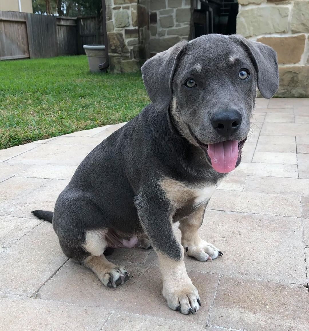 💙🐾Adorable puppy alert!!! 
Baloo is looking to meet us forever family.. you may notice he’s a bit of a shorty.. those cute legs aren’t so long.. haha.. He is such a good pup, 4.5 months old and about 20 lbs. He’s a chill puppy and will also play.. had a great time sleeping in the car.. His favorite toy.. a tennis ball.. 

http://bit.ly/BellesBudsApp