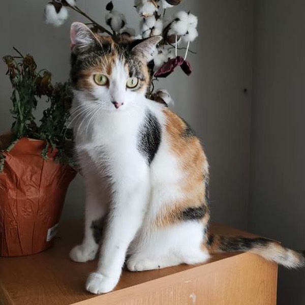 Meet Pickles! 🥒 
This cuddly and loyal friend plays like a kitten! 🐾 She can be a bit shy at first but adjusts quickly and makes herself at right at home. 

Pickles is 1.5 years old, loves boxes (if she fits, she sits!) and sitting up high where she can survey 👀 her domain. 

Pickles is an independent beauty who would do best in a quiet home and does well with other pets 🐱🐶 with the proper introduction. 

Want to learn more about Pickles and give her the forever home 🏠 she's longing for? Use the link in our bio to reach our Salt Lake adoption page to fill out the adoption survey mentioning Pickles by name, DM us for a link or email utahadoptions@bestfriends.org. 

The Best Friends Lifesaving Center in Salt Lake City does adoptions by appointment and at our center between 12-4pm Sunday and Monday and 12-6pm Tuesday through Saturday. If you are interested in adopting a specific pet, please complete our dog adoption survey or cat adoption survey to provide us information about your lifestyle and what you are looking for in a dog or cat. An adoption specialist will be in touch with you within 48 hours via phone or email to advise next steps. Thank you for your continued support of the animals in Utah. 

<a target='_blank' href='https://www.instagram.com/explore/tags/SaveThemAll/'>#SaveThemAll</a> <a target='_blank' href='https://www.instagram.com/explore/tags/BestFriendsAnimalSociety/'>#BestFriendsAnimalSociety</a> <a target='_blank' href='https://www.instagram.com/explore/tags/adoptdontshop/'>#adoptdontshop</a> <a target='_blank' href='https://www.instagram.com/explore/tags/Utah/'>#Utah</a> <a target='_blank' href='https://www.instagram.com/explore/tags/rescued/'>#rescued</a> <a target='_blank' href='https://www.instagram.com/explore/tags/SLC/'>#SLC</a> <a target='_blank' href='https://www.instagram.com/explore/tags/SaltLakeCity/'>#SaltLakeCity</a> <a target='_blank' href='https://www.instagram.com/explore/tags/BestFriendsUtah/'>#BestFriendsUtah</a> <a target='_blank' href='https://www.instagram.com/explore/tags/NKUT/'>#NKUT</a> <a target='_blank' href='https://www.instagram.com/explore/tags/BestFriendsSLC/'>#BestFriendsSLC</a> <a target='_blank' href='https://www.instagram.com/explore/tags/catadoption/'>#catadoption</a>