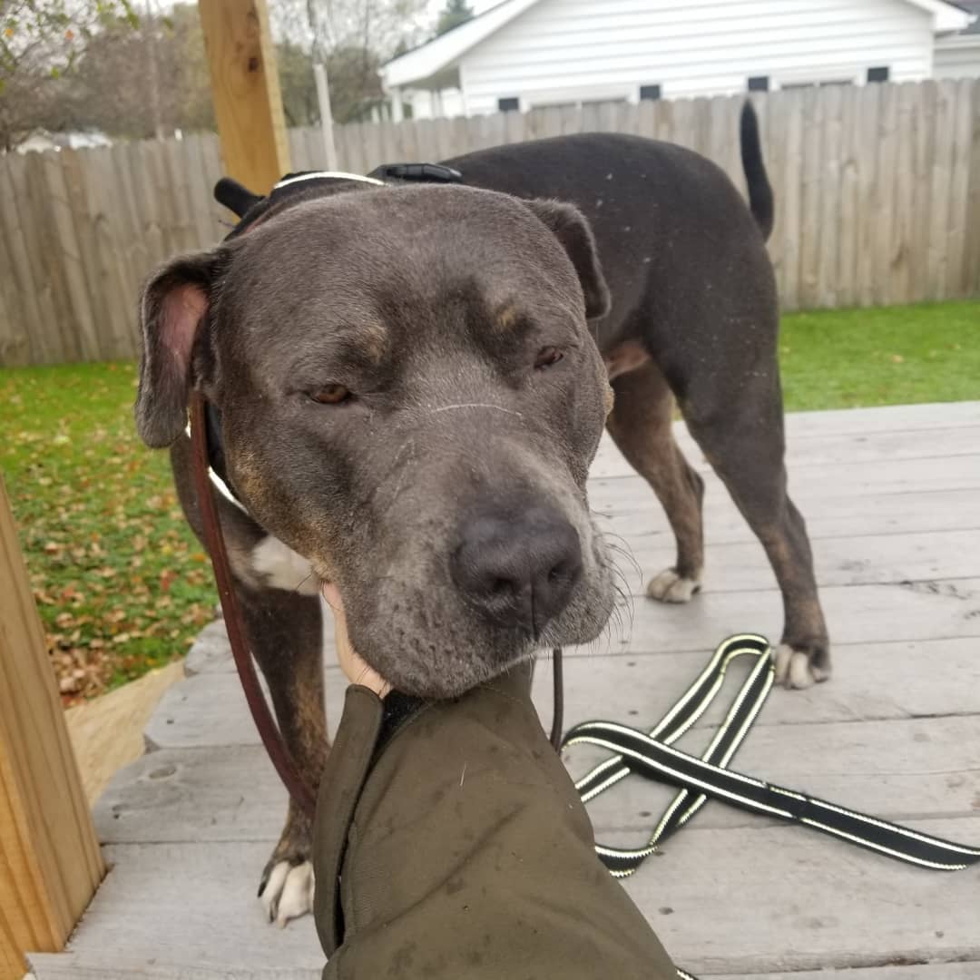 Adopt-a-bull Kane is one of the easiest going dudes we've seen at Buster.  Here you can see 👀 his progression from a nice neck scratch to deciding a hand 🖐️ makes a great place to rest his big ole pitty 🐶 noggin.  Apply to meet this chill ❄ dude today!
<a target='_blank' href='https://www.instagram.com/explore/tags/thebusterfoundation/'>#thebusterfoundation</a>
<a target='_blank' href='https://www.instagram.com/explore/tags/pitbull/'>#pitbull</a>
<a target='_blank' href='https://www.instagram.com/explore/tags/pitbullsofinstagram/'>#pitbullsofinstagram</a>
<a target='_blank' href='https://www.instagram.com/explore/tags/pitbulladvocate/'>#pitbulladvocate</a>
<a target='_blank' href='https://www.instagram.com/explore/tags/bullybreed/'>#bullybreed</a>
<a target='_blank' href='https://www.instagram.com/explore/tags/dontbullymybreed/'>#dontbullymybreed</a>
<a target='_blank' href='https://www.instagram.com/explore/tags/rescuedog/'>#rescuedog</a>
<a target='_blank' href='https://www.instagram.com/explore/tags/rescueismyfavoritebreed/'>#rescueismyfavoritebreed</a>
<a target='_blank' href='https://www.instagram.com/explore/tags/detroitrescuedogs/'>#detroitrescuedogs</a>