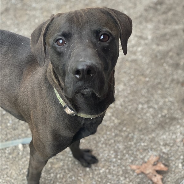 Clark Kent!

<a target='_blank' href='https://www.instagram.com/explore/tags/adoptme/'>#adoptme</a> <a target='_blank' href='https://www.instagram.com/explore/tags/adopt/'>#adopt</a> <a target='_blank' href='https://www.instagram.com/explore/tags/pitbull/'>#pitbull</a> <a target='_blank' href='https://www.instagram.com/explore/tags/shelter/'>#shelter</a> <a target='_blank' href='https://www.instagram.com/explore/tags/shelterdogsofinstagram/'>#shelterdogsofinstagram</a> <a target='_blank' href='https://www.instagram.com/explore/tags/adoptables/'>#adoptables</a> <a target='_blank' href='https://www.instagram.com/explore/tags/cute/'>#cute</a> <a target='_blank' href='https://www.instagram.com/explore/tags/dog/'>#dog</a> <a target='_blank' href='https://www.instagram.com/explore/tags/doggo/'>#doggo</a> <a target='_blank' href='https://www.instagram.com/explore/tags/dogsofinstagram/'>#dogsofinstagram</a> <a target='_blank' href='https://www.instagram.com/explore/tags/adorable/'>#adorable</a>