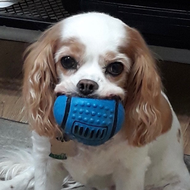 Puppy mill survivor and CSAC alum Penny loves her toy❤️🐾❤️