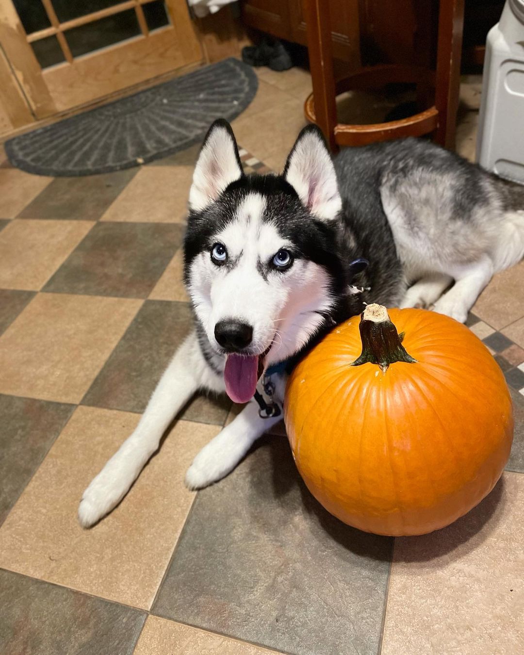 Jenny & Graf wish everyone a Happy Halloween 🎃 from New Jersey! 

<a target='_blank' href='https://www.instagram.com/explore/tags/bakudogs/'>#bakudogs</a> <a target='_blank' href='https://www.instagram.com/explore/tags/bakudogsinnj/'>#bakudogsinnj</a>