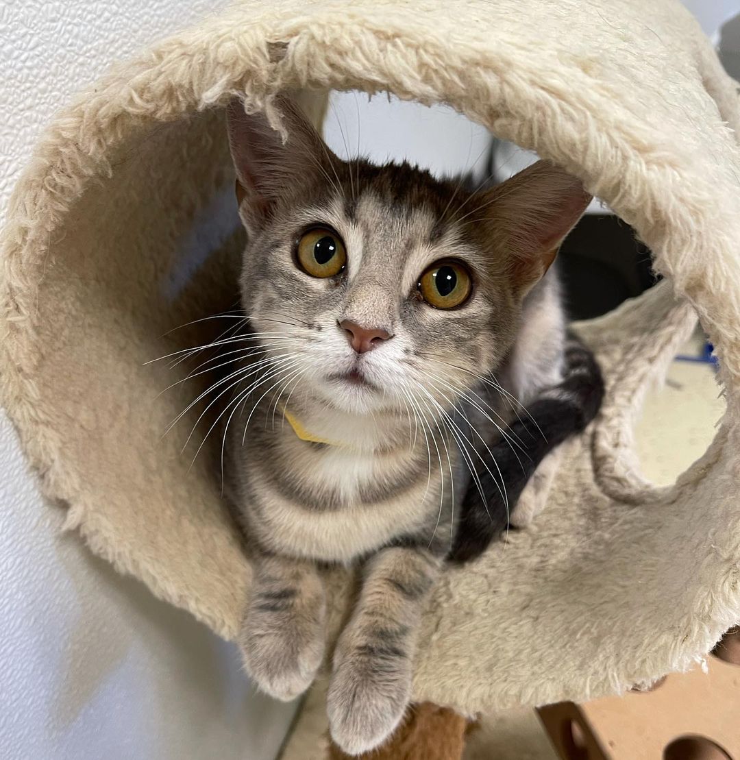 Someone adopt Saffron! 🥺
•
<a target='_blank' href='https://www.instagram.com/explore/tags/hshcwv/'>#hshcwv</a>