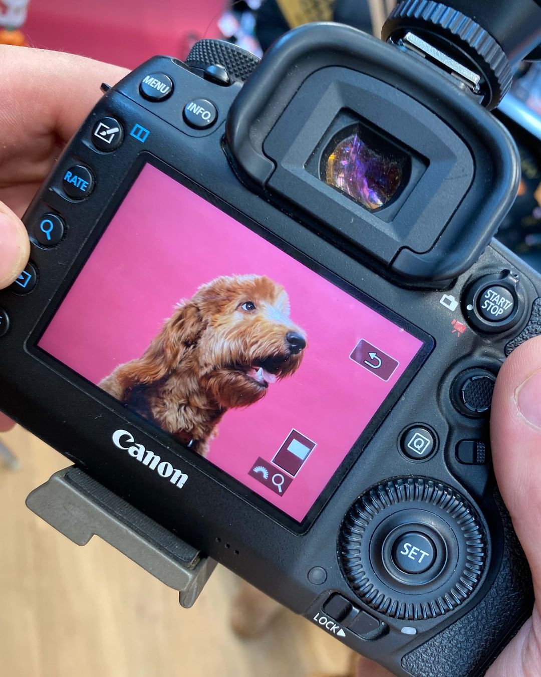 Wishing everyday was a doggy photoshoot day! 🥺

Check out some of the behind-the-scenes snaps from Saturday’s HOWL O’WEEN photoshoot fundraiser! A big thank you to everyone who came out to make this day a big success, to @renspets Liberty Village for hosting and to @capturenorthstudios for volunteering to be our awesome photographer.
.
.
.
.
.
.
<a target='_blank' href='https://www.instagram.com/explore/tags/DogHalloween/'>#DogHalloween</a> <a target='_blank' href='https://www.instagram.com/explore/tags/HalloweenDogCostumes/'>#HalloweenDogCostumes</a> <a target='_blank' href='https://www.instagram.com/explore/tags/HalloweenForDogs/'>#HalloweenForDogs</a> <a target='_blank' href='https://www.instagram.com/explore/tags/DogRescue/'>#DogRescue</a> <a target='_blank' href='https://www.instagram.com/explore/tags/Fundraiser/'>#Fundraiser</a> <a target='_blank' href='https://www.instagram.com/explore/tags/TorontoEvents/'>#TorontoEvents</a> <a target='_blank' href='https://www.instagram.com/explore/tags/TorontoDogMoms/'>#TorontoDogMoms</a> <a target='_blank' href='https://www.instagram.com/explore/tags/TorontoDogDads/'>#TorontoDogDads</a> <a target='_blank' href='https://www.instagram.com/explore/tags/TorontoDogs/'>#TorontoDogs</a> <a target='_blank' href='https://www.instagram.com/explore/tags/DogsInThe6ix/'>#DogsInThe6ix</a> <a target='_blank' href='https://www.instagram.com/explore/tags/StrayToPlay/'>#StrayToPlay</a> <a target='_blank' href='https://www.instagram.com/explore/tags/DogCostumes/'>#DogCostumes</a> <a target='_blank' href='https://www.instagram.com/explore/tags/DogPhotoshoot/'>#DogPhotoshoot</a>