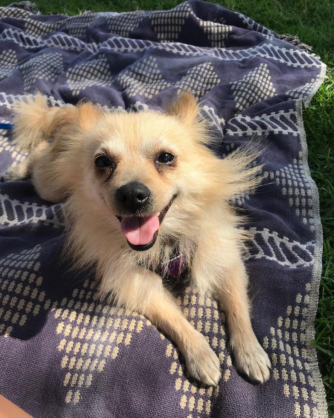 NORAH! This sweetie is seriously the cutest cuddler. She loves snuggling up to her cat foster sibling and going for low-key picnics💕 Learn more about Norah and submit an adoption application on our website at www.ocpomrescue.com or click the link in our bio!!✨
•
•
•
🐶If you live in the Southern California area and would like to ADOPT a dog from our website/page, fill out an adoption form on our website, www.ocpomrescue.com!

💕If you want to DONATE to us, click the link in our bio!

♡If you would like to FOSTER with us, follow the link in our bio!!

All animals adopted will be spayed/neutered, microchipped, and vaccinated.

🏡Home checks are required. (virtual, emailed to info@ocpomrescue.com)

Adopt me, or share with a friend!!❣️