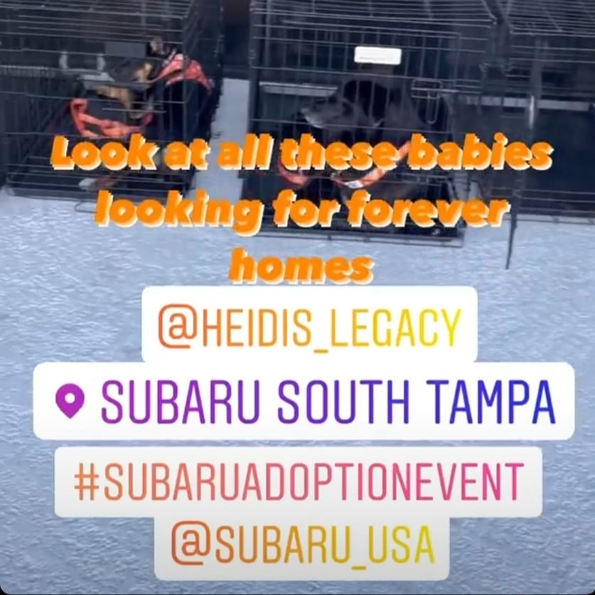 Thank you to everyone that came out today to see The all of the adoptables with Heidi's Legacy. Thank you to all the foster parents & volunteers for coming out to the event.  Looking forward to many more successful events.

Thank you @subaru_usa @subarusouthtampa for having us and supporting rescue dogs & cats.

Shout out to @urbantailzretreattampa
Thanks for all you do for the pups!!! 💜 🐶 

<a target='_blank' href='https://www.instagram.com/explore/tags/subaruLovesPets/'>#subaruLovesPets</a> <a target='_blank' href='https://www.instagram.com/explore/tags/subaru/'>#subaru</a> <a target='_blank' href='https://www.instagram.com/explore/tags/subaruadoptionevent/'>#subaruadoptionevent</a> <a target='_blank' href='https://www.instagram.com/explore/tags/fosteringsaveslives/'>#fosteringsaveslives</a>❤️🐶 <a target='_blank' href='https://www.instagram.com/explore/tags/fosteringisfun/'>#fosteringisfun</a> <a target='_blank' href='https://www.instagram.com/explore/tags/adoptionevent/'>#adoptionevent</a> <a target='_blank' href='https://www.instagram.com/explore/tags/adoptdontshop/'>#adoptdontshop</a> <a target='_blank' href='https://www.instagram.com/explore/tags/rescuedog/'>#rescuedog</a> <a target='_blank' href='https://www.instagram.com/explore/tags/rescuedogsofinstagram/'>#rescuedogsofinstagram</a> <a target='_blank' href='https://www.instagram.com/explore/tags/dogrescue/'>#dogrescue</a> <a target='_blank' href='https://www.instagram.com/explore/tags/rescuedismyfavoritebreed/'>#rescuedismyfavoritebreed</a> <a target='_blank' href='https://www.instagram.com/explore/tags/rescuelife/'>#rescuelife</a>