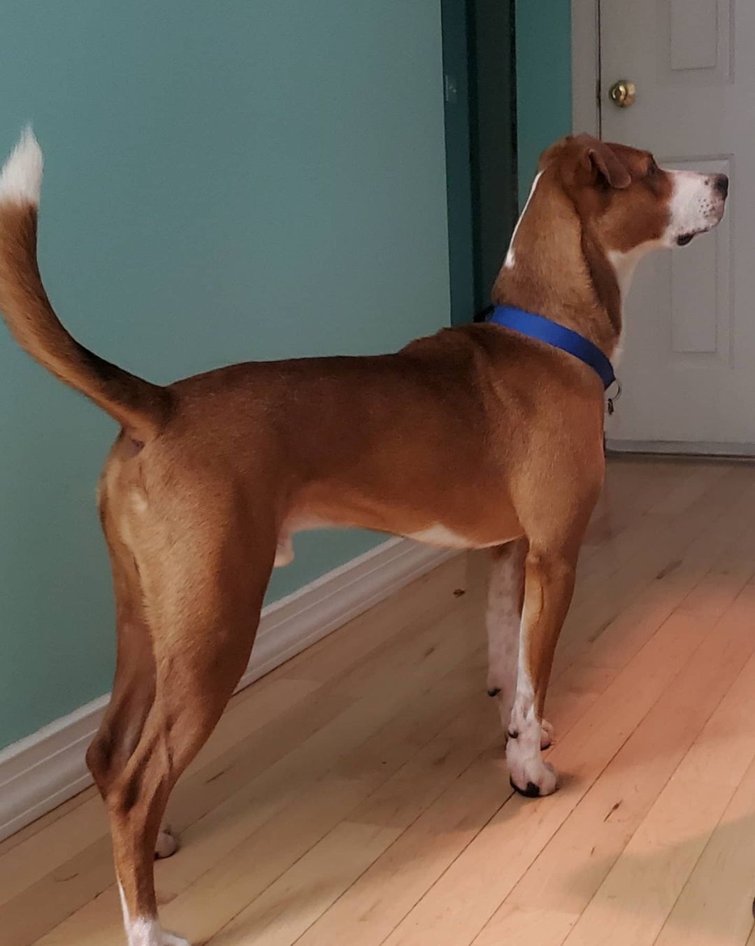 Jaxx is looking for a forever home where he'll receive lots of cuddles, good fun, and playtime. Learn more about him here: https://www.adoptapet.com/pet/32974713-worcester-massachusetts-boxer-mix

<a target='_blank' href='https://www.instagram.com/explore/tags/brokentailrescue/'>#brokentailrescue</a>