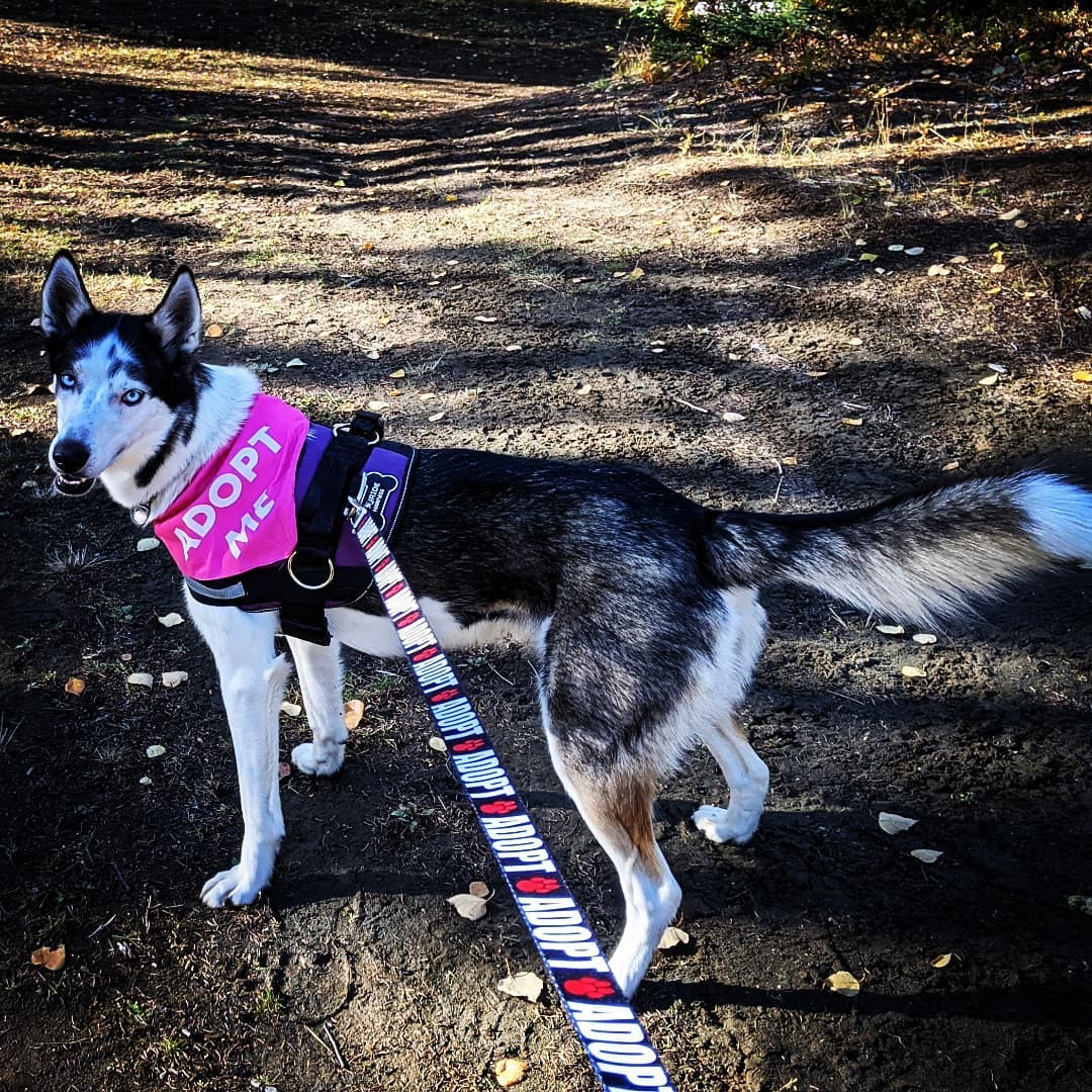 In case you hadn't heard... I have a new running buddy!!! 🙌
This kind is out of the ordinary for me, since I'm allergic! 🤣 I took a leap since she needed a sidekick! 
Nova is looking for someone to adopt her & we're hitting the trails showing off her skills! *Bonus cardio workout too 🤩
Be on the lookout 🧐 for Nova & her snazzy pink bandana!!! 

<a target='_blank' href='https://www.instagram.com/explore/tags/kpalrescue/'>#kpalrescue</a> 
<a target='_blank' href='https://www.instagram.com/explore/tags/adoptme/'>#adoptme</a> 
<a target='_blank' href='https://www.instagram.com/explore/tags/adventurepup/'>#adventurepup</a>