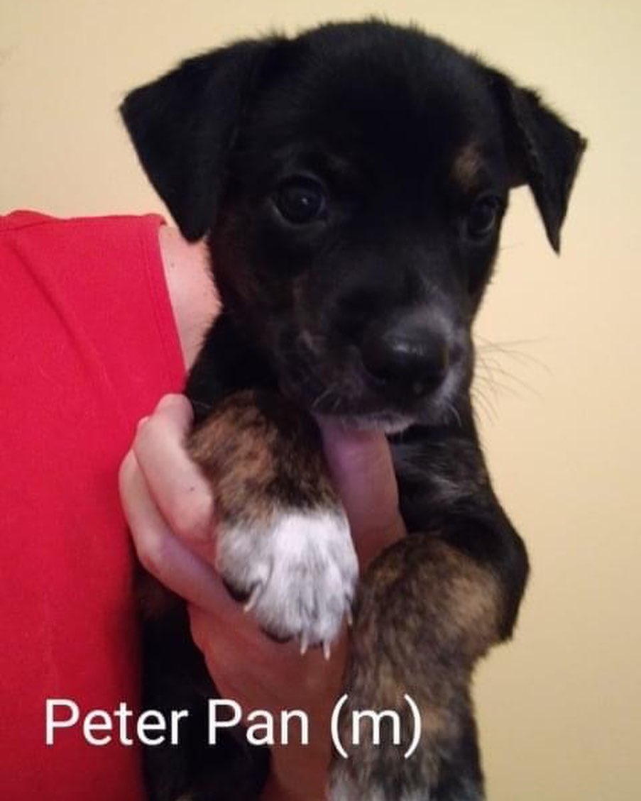 WHO DOESNT LOVE PB&J?? 🥜 🍇 
•
The peanut butter and jelly pups are coming to Flemington, NJ 11/6! These delicious bbs are 9 weeks old, and ready for forever in one week! ❤️

Their mom is a spaniel mix, and these pups should be 45 to 50 lbs grown. They are up to date on shots, de wormed, and chipped.

Interested in these bite-size babes? Email  REBOUNDHOUNDS@GMAIL.COM. Apps are being taken on a first come basis, Dog experience preferred. 

🥜Choose your favorite:🍇

PEANUT BUTTER - cute and knows it. Wants to be the first for attention. Pitches a fit to get it and then looks sweet and kisses you.
JIF- he is a man with a mission. Very smart and inquisitive. He likes attention for a minute, then he has things to do.
REESE - he went through a shy period but is coming out of it. He's very sweet and innocent like Peter Pan. 
SKIPPY - he is least demanding but likes attention. He's on the small side so he is used to waiting to nurse, etc. until he can find a spot.
PETER PAN - he is the baby of the family. He is sweet and innocent.
JELLY - the girl, who goes by Jilly-Jel - she has to put up with the boys and does quit well. She's low maintenance and a happy girl.