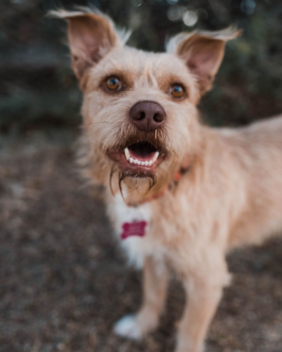 Mr. Humphrey Bogart would like to make your acquaintance! Once a street dog infested with fleas and ticks, this terrific <a target='_blank' href='https://www.instagram.com/explore/tags/terrier/'>#terrier</a> has blossomed from a nervous stray into a loving and affectionate boy. He loves to play with other dogs, and always enjoys having his photo taken! 😊
.
📸: @hannah.humane