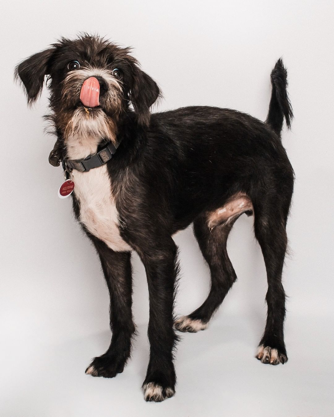 Adoptable Trey would like to know if his silly faces are cute enough for <a target='_blank' href='https://www.instagram.com/explore/tags/TongueOutTuesday/'>#TongueOutTuesday</a>! We sure think so! 😛
.
📸: @hannah.humane