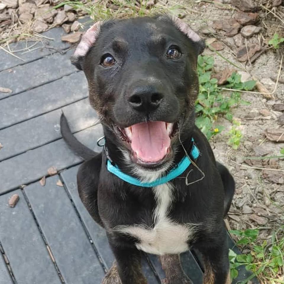 Atlantis JuM

ANIMAL ID: GDR-A-6215
BREED: Shepherd / Mix
Female
AGE: 6M

Atlantis: 
She is an awesome and SMART girl :) Like any pup, she is exploring the world with her mouth open and ready, lol. She is learning not to puppy bite with consistent 