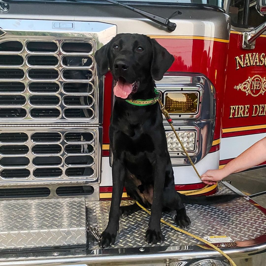 Shadow has been adopted! 
He will be training with his handler Rachael for search and rescue, specifically wilderness air scent!

<a target='_blank' href='https://www.instagram.com/explore/tags/category5k9/'>#category5k9</a> <a target='_blank' href='https://www.instagram.com/explore/tags/fromsheltertosearch/'>#fromsheltertosearch</a>