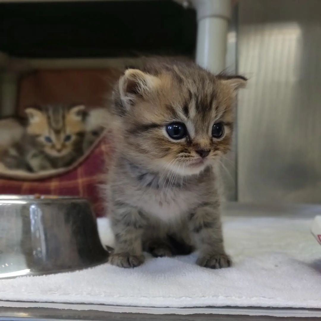 Starting your Sunday right... with kittens! 🐾😻 This little crew was transferred in from our friends at @adoptable_dogs_of_vbac and the whole family is being fostered in a home by one of our amazing volunteers. They are too young to be adopted, but come visit us today from 1 pm - 4:30 pm to check out some of their adoptable friends!