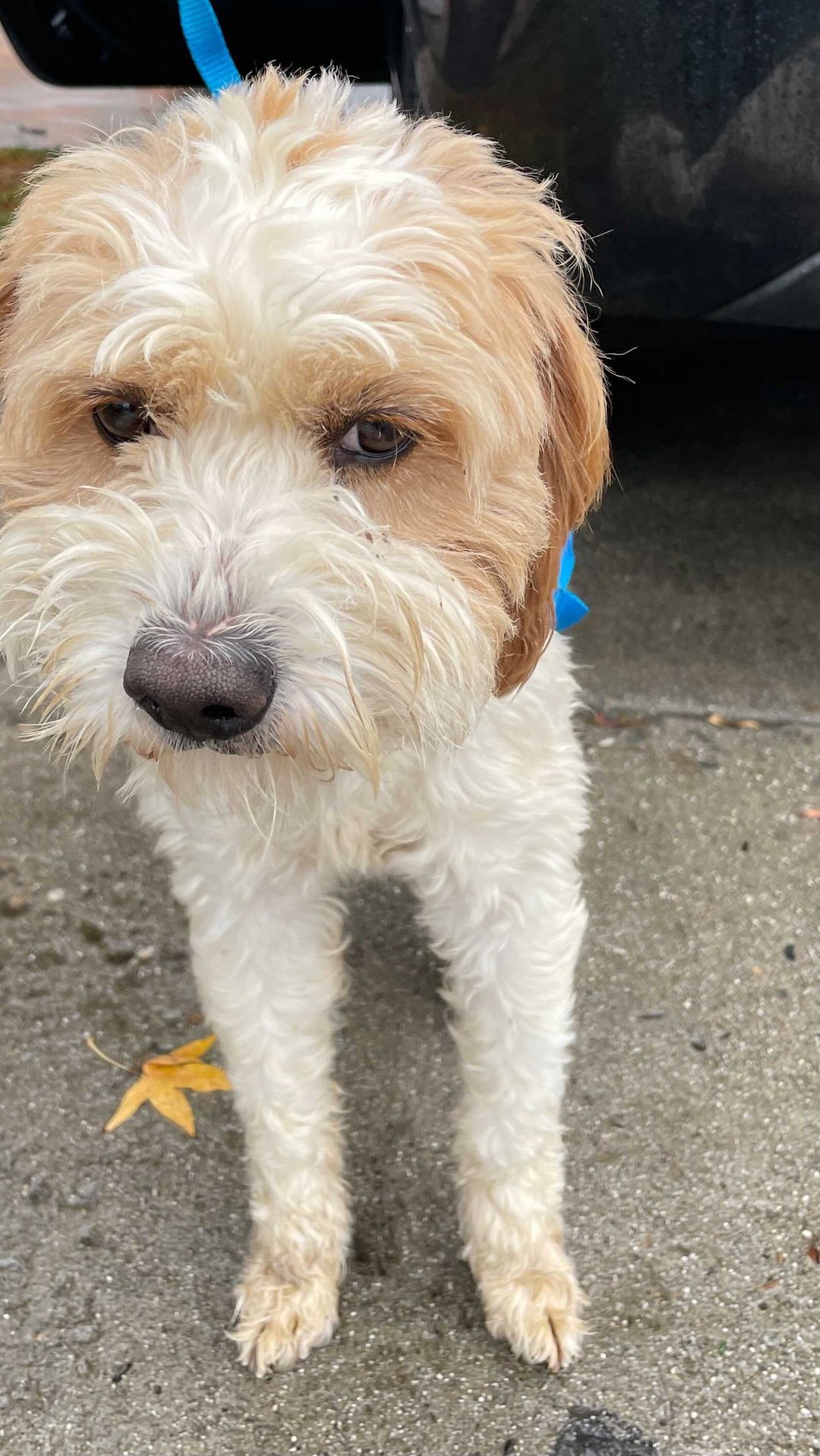 *Update: foster found!* 
2 year old Ryker was pulled for rescue today and needs a foster ASAP! Please consider fostering, adopting or donating towards his care. ❤️

<a target='_blank' href='https://www.instagram.com/explore/tags/adopt/'>#adopt</a> <a target='_blank' href='https://www.instagram.com/explore/tags/foster/'>#foster</a> <a target='_blank' href='https://www.instagram.com/explore/tags/nkla/'>#nkla</a> <a target='_blank' href='https://www.instagram.com/explore/tags/adoptdontshop/'>#adoptdontshop</a><a target='_blank' href='https://www.instagram.com/explore/tags/donate/'>#donate</a> <a target='_blank' href='https://www.instagram.com/explore/tags/support/'>#support</a> <a target='_blank' href='https://www.instagram.com/explore/tags/losangeles/'>#losangeles</a> <a target='_blank' href='https://www.instagram.com/explore/tags/rescuedog/'>#rescuedog</a> <a target='_blank' href='https://www.instagram.com/explore/tags/shelterdog/'>#shelterdog</a> <a target='_blank' href='https://www.instagram.com/explore/tags/rescuedismyfavoritebreed/'>#rescuedismyfavoritebreed</a> <a target='_blank' href='https://www.instagram.com/explore/tags/rescuedogsofinstagram/'>#rescuedogsofinstagram</a> <a target='_blank' href='https://www.instagram.com/explore/tags/dog/'>#dog</a> <a target='_blank' href='https://www.instagram.com/explore/tags/dogsofinstagram/'>#dogsofinstagram</a> <a target='_blank' href='https://www.instagram.com/explore/tags/rescue/'>#rescue</a> <a target='_blank' href='https://www.instagram.com/explore/tags/shelterdogsofinstagram/'>#shelterdogsofinstagram</a> <a target='_blank' href='https://www.instagram.com/explore/tags/whorescuedwho/'>#whorescuedwho</a> <a target='_blank' href='https://www.instagram.com/explore/tags/fosteringsaveslives/'>#fosteringsaveslives</a> <a target='_blank' href='https://www.instagram.com/explore/tags/fosterme/'>#fosterme</a> <a target='_blank' href='https://www.instagram.com/explore/tags/adoptme/'>#adoptme</a> <a target='_blank' href='https://www.instagram.com/explore/tags/savethemall/'>#savethemall</a> <a target='_blank' href='https://www.instagram.com/explore/tags/losangeles/'>#losangeles</a> <a target='_blank' href='https://www.instagram.com/explore/tags/socal/'>#socal</a> <a target='_blank' href='https://www.instagram.com/explore/tags/adoptabledogsofinstagram/'>#adoptabledogsofinstagram</a>