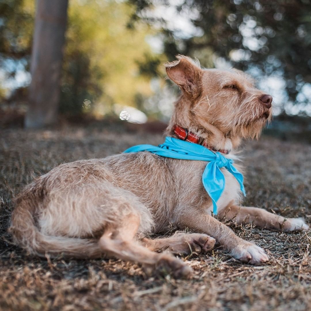 Mr. Humphrey Bogart would like to make your acquaintance! Once a street dog infested with fleas and ticks, this terrific <a target='_blank' href='https://www.instagram.com/explore/tags/terrier/'>#terrier</a> has blossomed from a nervous stray into a loving and affectionate boy. He loves to play with other dogs, and always enjoys having his photo taken! 😊
.
📸: @hannah.humane