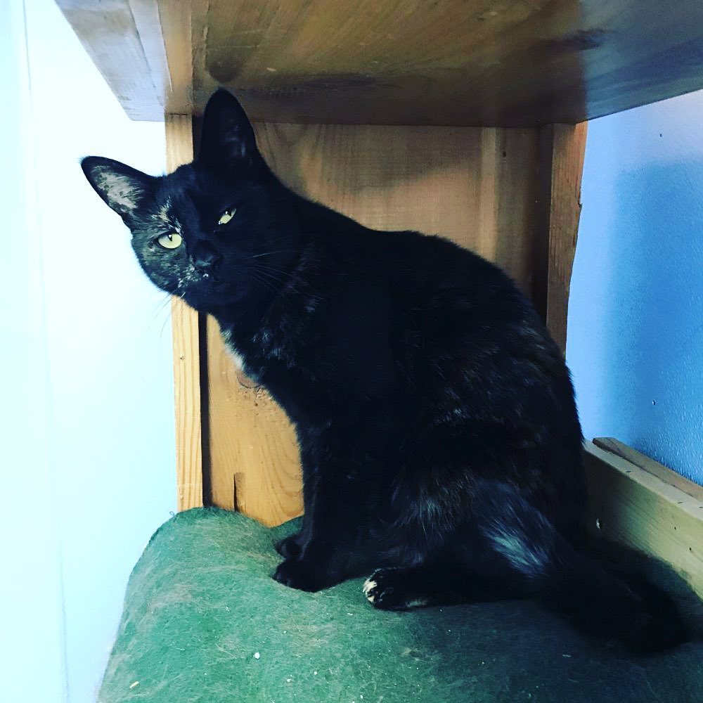 It’s <a target='_blank' href='https://www.instagram.com/explore/tags/nationalblackcatday/'>#nationalblackcatday</a> and we have several black cats ready to find their furrever home! 

Black is the most dominant fur color. Black cats can even change color. Some have a tabby pattern that can be seen in different lighting. Pretty cool! 

<a target='_blank' href='https://www.instagram.com/explore/tags/BMHACats/'>#BMHACats</a> <a target='_blank' href='https://www.instagram.com/explore/tags/rescuecat/'>#rescuecat</a> <a target='_blank' href='https://www.instagram.com/explore/tags/adoptdontshop/'>#adoptdontshop</a> <a target='_blank' href='https://www.instagram.com/explore/tags/easternoregon/'>#easternoregon</a>