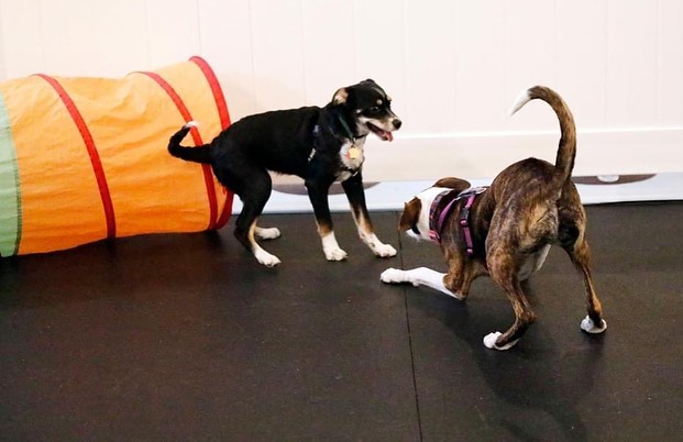 Who doesn’t love to play! Bring your puppy to our puppy social hour, Wednesdays 6:30-7:30! 

Register: bit.ly/UMDRPuppyPlay
