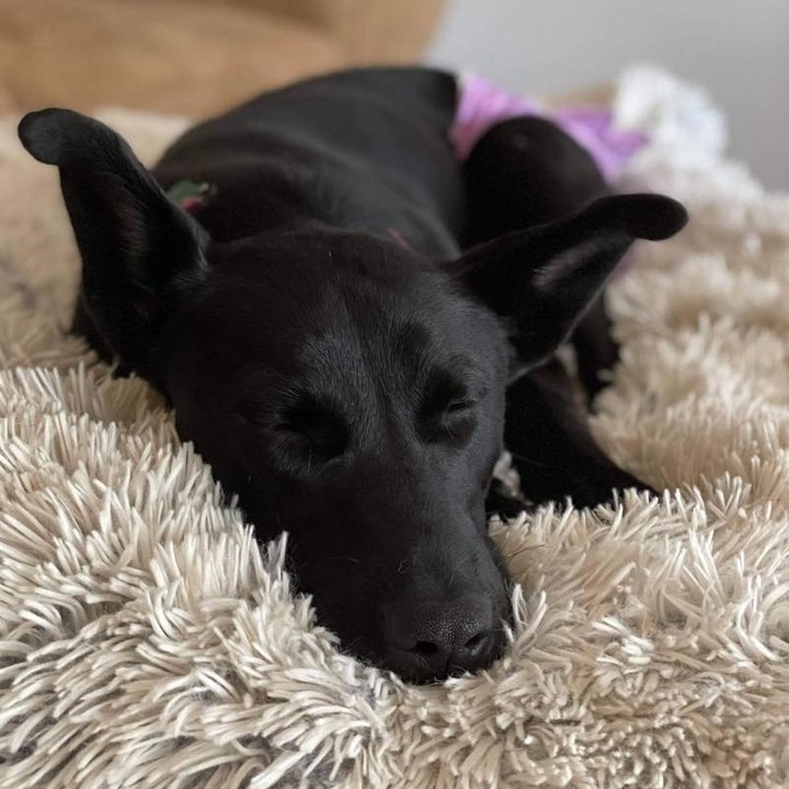 Susie is dog tired after greeting everyone at the adoption center grand opening. Thank you to all who came to see it or helped make it possible!!