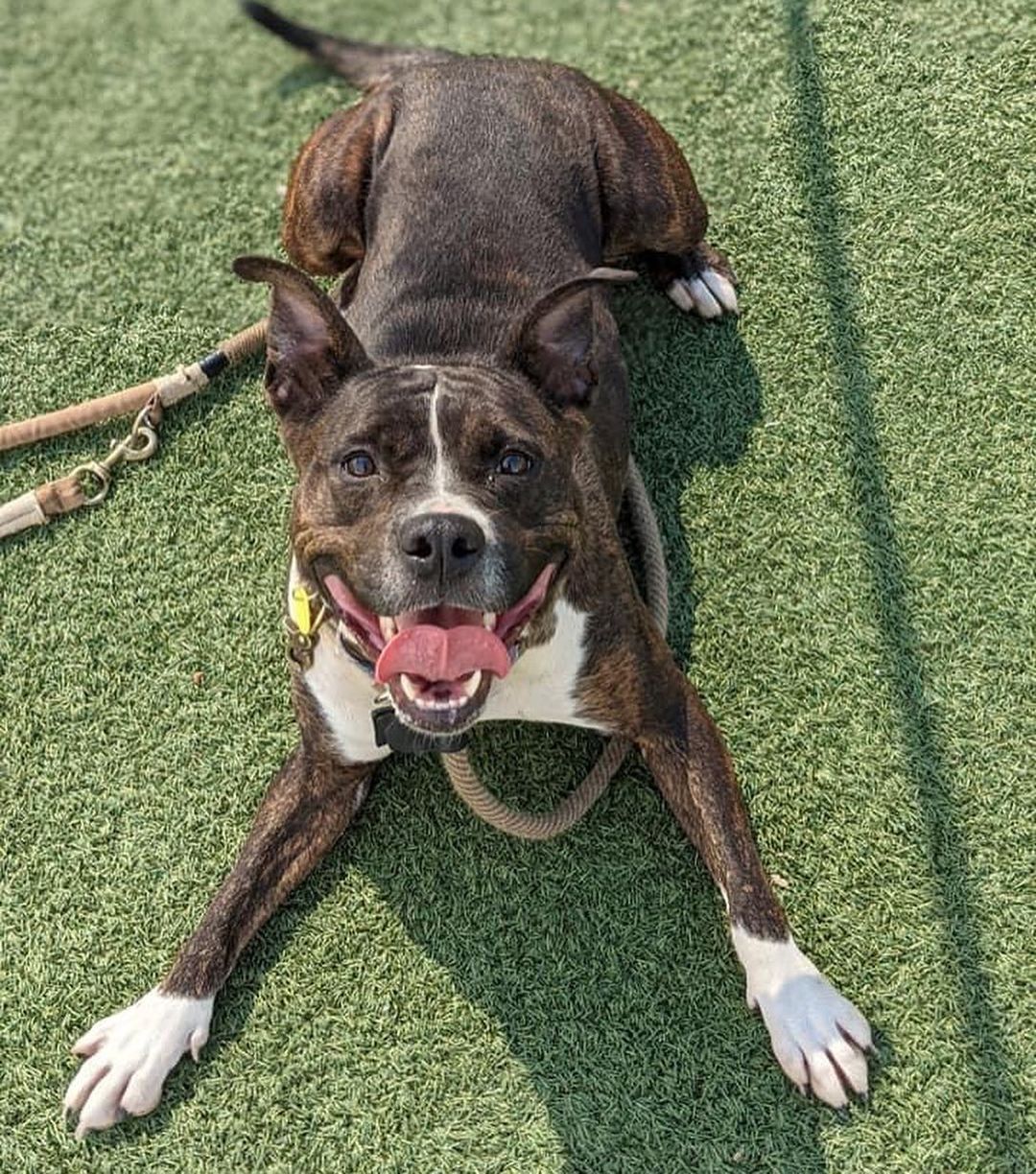 <a target='_blank' href='https://www.instagram.com/explore/tags/TongueOutTuesday/'>#TongueOutTuesday</a>😛 Exuberant RosaLee is like a ray of sunshine. It's hard not to pick up on and share her zest for life! 

This silly sweetheart is always excited to get outside for walks, making for pleasant company. In the play yard, one of her signature moves is bursting into zoomies and then flipping onto her back for belly rubs. She seems to be a nice balance of active and playful as well as attentive and sweet. With other dogs in play group, she was social and playful. 

We could see her making a loving new family member! RosaLee is estimated to be around 3 years old and weighs 58 lbs. 

Visit www.tinyurl.com/meetacitydog to set up a meet!
.
.
.
<a target='_blank' href='https://www.instagram.com/explore/tags/adoptdontshop/'>#adoptdontshop</a> <a target='_blank' href='https://www.instagram.com/explore/tags/adoptme/'>#adoptme</a> <a target='_blank' href='https://www.instagram.com/explore/tags/citydogscle/'>#citydogscle</a> <a target='_blank' href='https://www.instagram.com/explore/tags/cledogs/'>#cledogs</a> <a target='_blank' href='https://www.instagram.com/explore/tags/dogsofcle/'>#dogsofcle</a> <a target='_blank' href='https://www.instagram.com/explore/tags/rescuedog/'>#rescuedog</a>