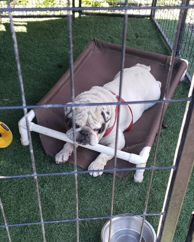 Me:  Jumba, that is not how beds work. Now get to work driving that forklift to help pay for a new bed. 
Jumba: ok.

Jumba is a 4 year old English Bulldog who is happy, excited,  and affectionate. He is playful and he gets along with everyone. He was once used for breeding but those days are over. He is a big, healthy,  utd, chipped,  and neutered hunk of love.
Available at Jelly's Place in San Pablo CA by applying at www.jellysplace.org/forms. Approved applicants are contacted for an appointment. 

<a target='_blank' href='https://www.instagram.com/explore/tags/englishbulldogs/'>#englishbulldogs</a> <a target='_blank' href='https://www.instagram.com/explore/tags/rescuedog/'>#rescuedog</a> <a target='_blank' href='https://www.instagram.com/explore/tags/adoptarescuedog/'>#adoptarescuedog</a> <a target='_blank' href='https://www.instagram.com/explore/tags/adoptdontshop/'>#adoptdontshop</a> <a target='_blank' href='https://www.instagram.com/explore/tags/jellysplace/'>#jellysplace</a>