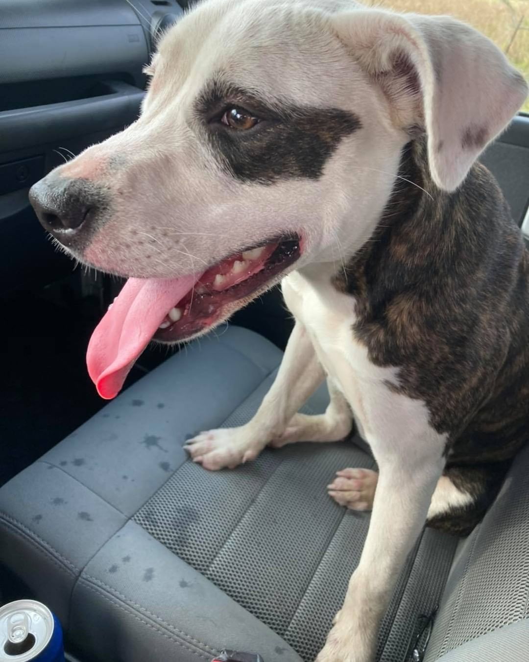 ‼️HELP NEEDED.. A FOSTER… ‼️
this sweet girl was dumped in the Katy area saved by a Good Samaritan.. she’s young and very friendly.. about 35lbs.. if someone can foster we can help.. let’s keep her out of a kill shelter!! 
We take care of all her needs and get her adopted if you can foster!! Message ASAP..

http://bit.ly/BellesBudsApp