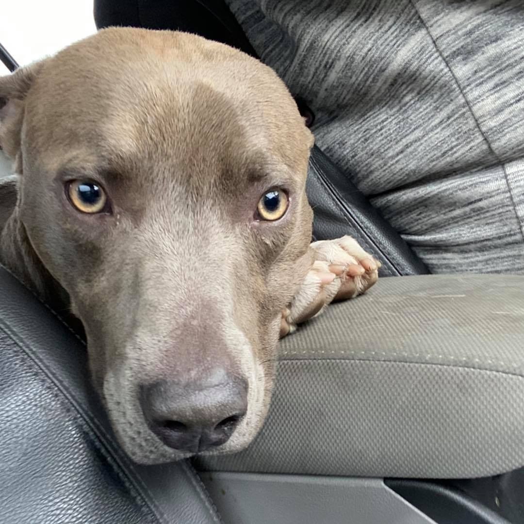 OAKLEY HAS LANDED!! 

Thank you everyone who shared, commented & stepped up to foster! We are happy to say he is safe, will be fixed tomorrow & then off to a foster home 🥰