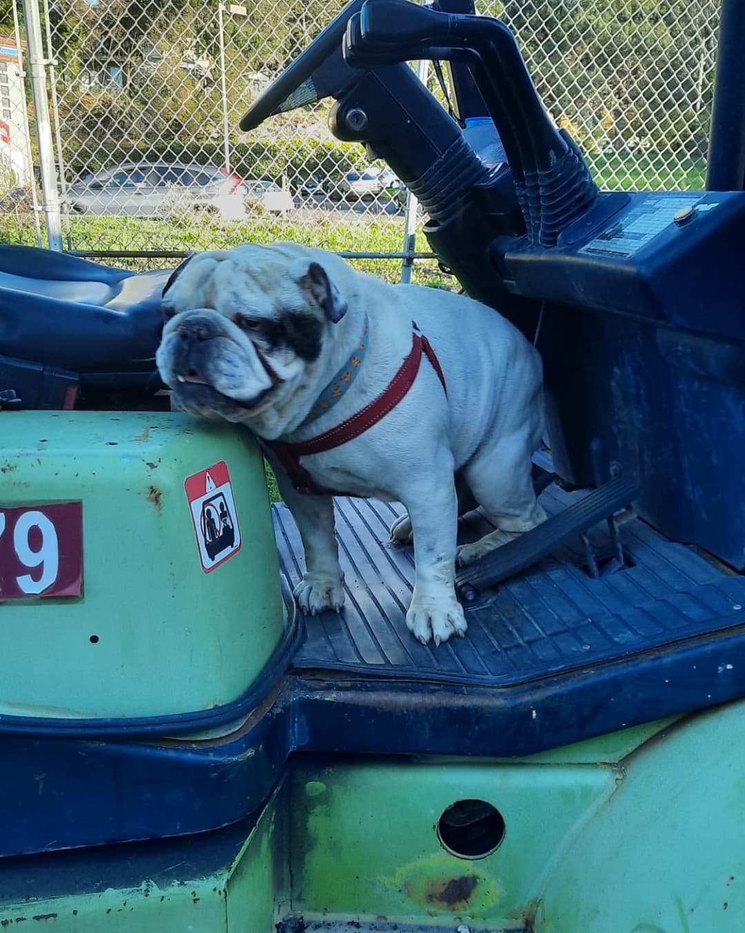 Me:  Jumba, that is not how beds work. Now get to work driving that forklift to help pay for a new bed. 
Jumba: ok.

Jumba is a 4 year old English Bulldog who is happy, excited,  and affectionate. He is playful and he gets along with everyone. He was once used for breeding but those days are over. He is a big, healthy,  utd, chipped,  and neutered hunk of love.
Available at Jelly's Place in San Pablo CA by applying at www.jellysplace.org/forms. Approved applicants are contacted for an appointment. 

<a target='_blank' href='https://www.instagram.com/explore/tags/englishbulldogs/'>#englishbulldogs</a> <a target='_blank' href='https://www.instagram.com/explore/tags/rescuedog/'>#rescuedog</a> <a target='_blank' href='https://www.instagram.com/explore/tags/adoptarescuedog/'>#adoptarescuedog</a> <a target='_blank' href='https://www.instagram.com/explore/tags/adoptdontshop/'>#adoptdontshop</a> <a target='_blank' href='https://www.instagram.com/explore/tags/jellysplace/'>#jellysplace</a>