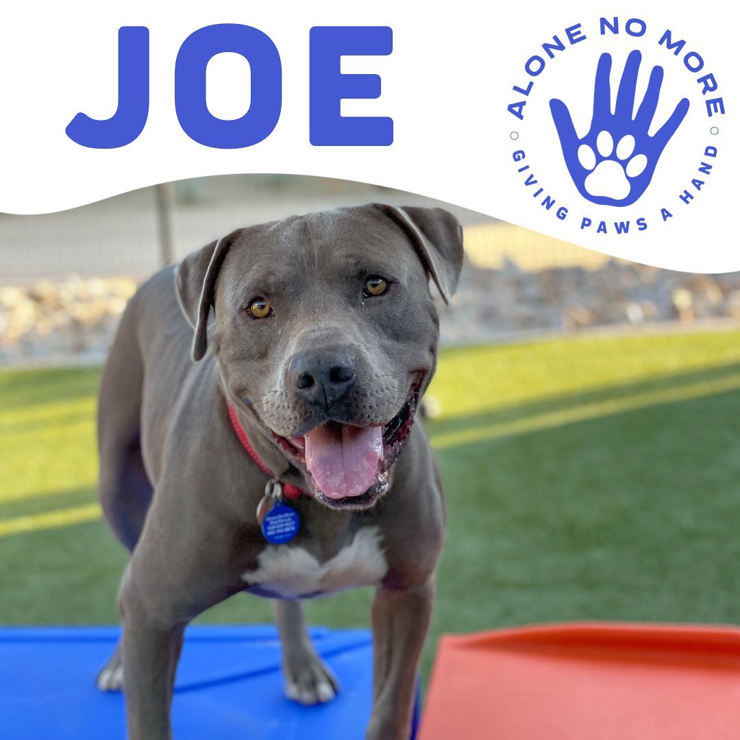Yo! It’s JOE! Many people have failed me but I’m hoping someone reading this won’t fail me again…. I need a home without other doggos; I’m just not a fan… it’s probably because I’ve been locked up for a long time being barked at. I’m super happy with all the people I meet. I know my basic training too, I like to work for them treats! 

Can you come meet me and see how awesome I am? Schedule a meeting with me… <a target='_blank' href='https://www.instagram.com/explore/tags/adoptANM/'>#adoptANM</a> ⬇️

https://www.shelterluv.com/matchme/adopt/ANM/Dog