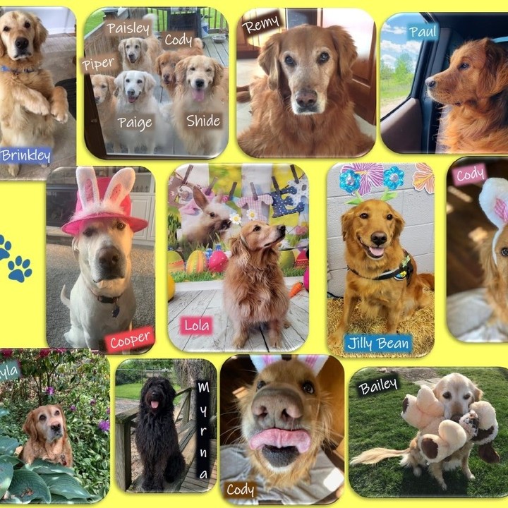 Here's a sample page from our 2022 Golden Retriever calendar! Wouldn't you love to have these sweet faces looking at you all month? Calendars are printed and ready to be shipped to you now! We only have a limited supply so hurry. Get the details and order. Link in bio and click 